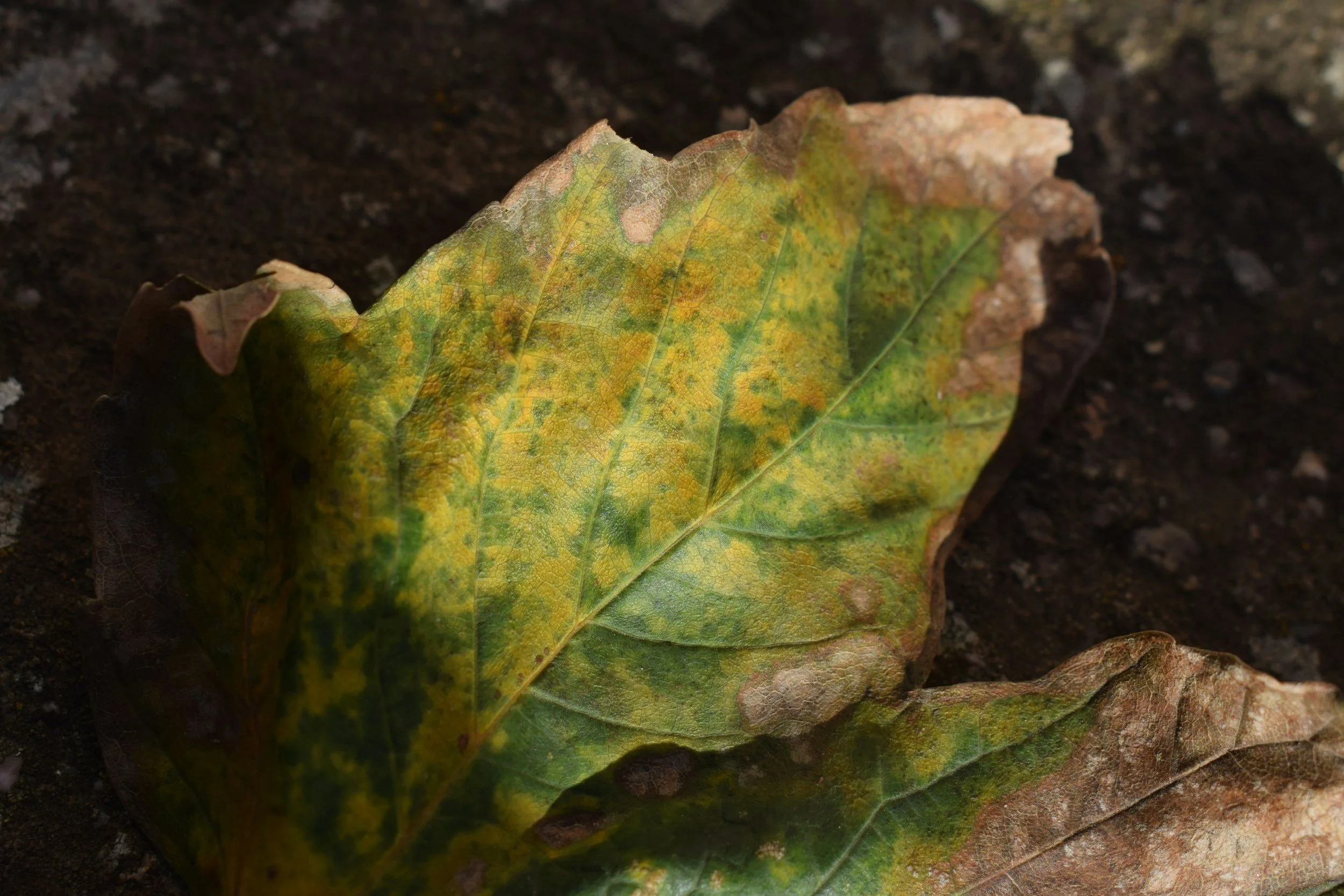 Tomato Diseases: How to Recognise Blight, Leaf Spot and Other Infections