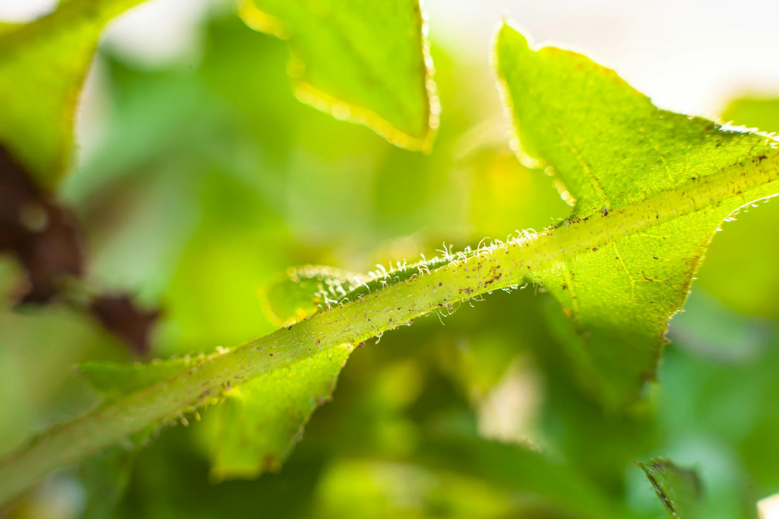 Tomato Pests: What Is Eating or Damaging My Plants?