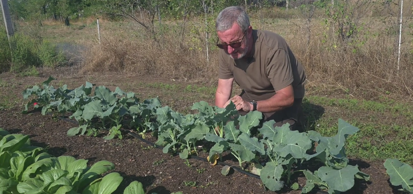 How Many Vegetable Plants Do You Need? Plan What to Grow for Your Household