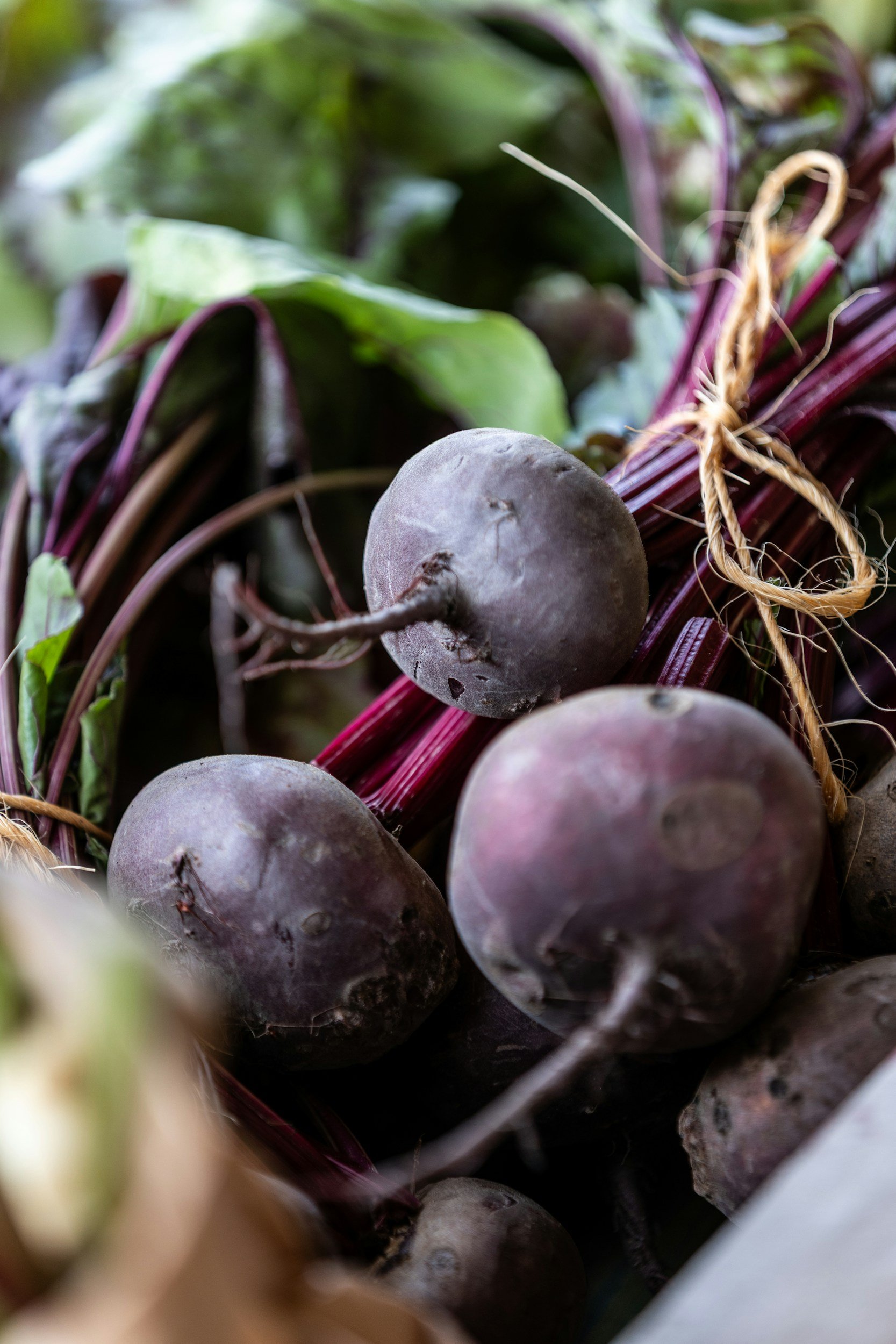 How to Sow and Grow Beetroot: A Complete Guide