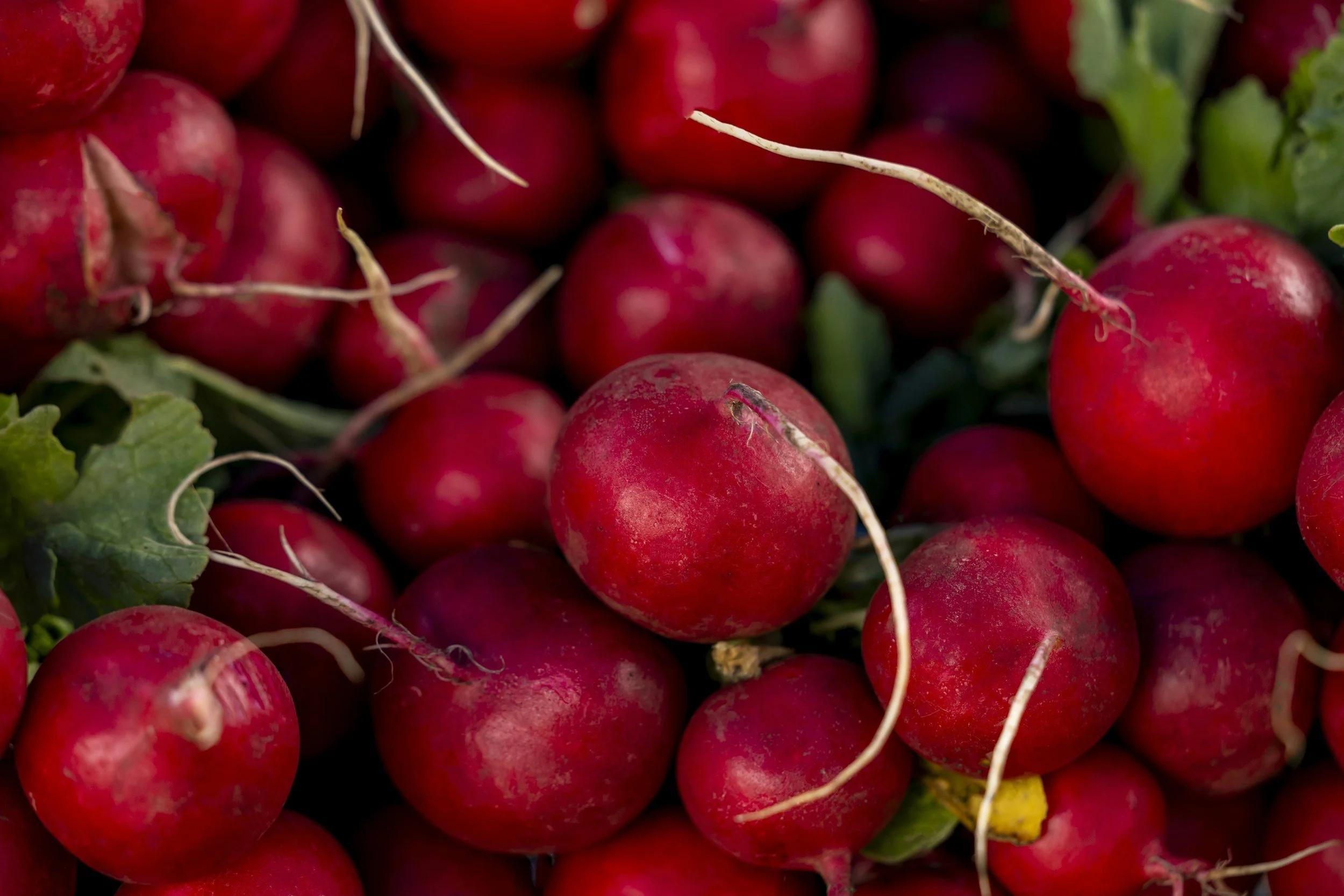 How to Sow and Grow Radishes: A Complete Guide
