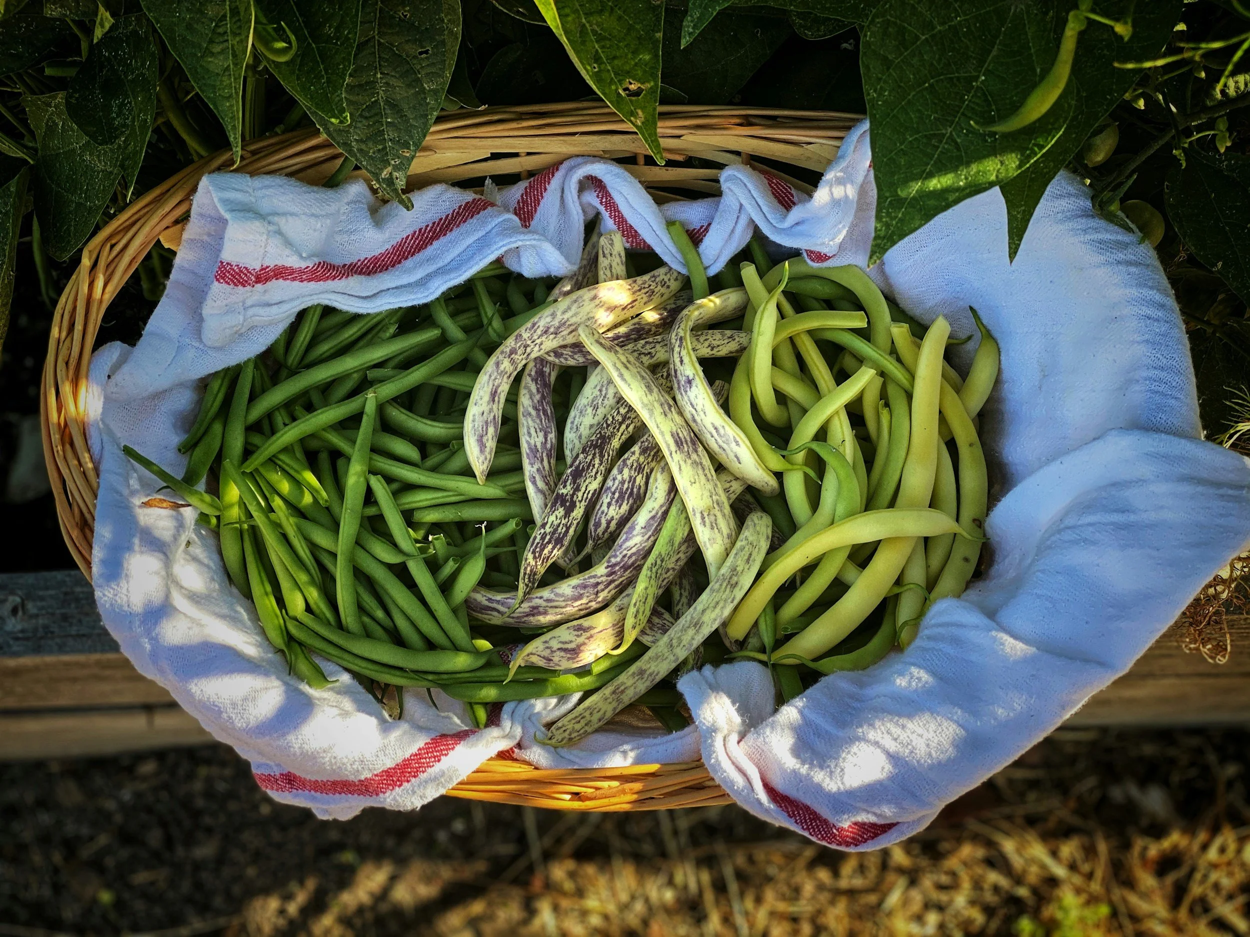 How to Sow and Grow French Beans: A Complete Guide