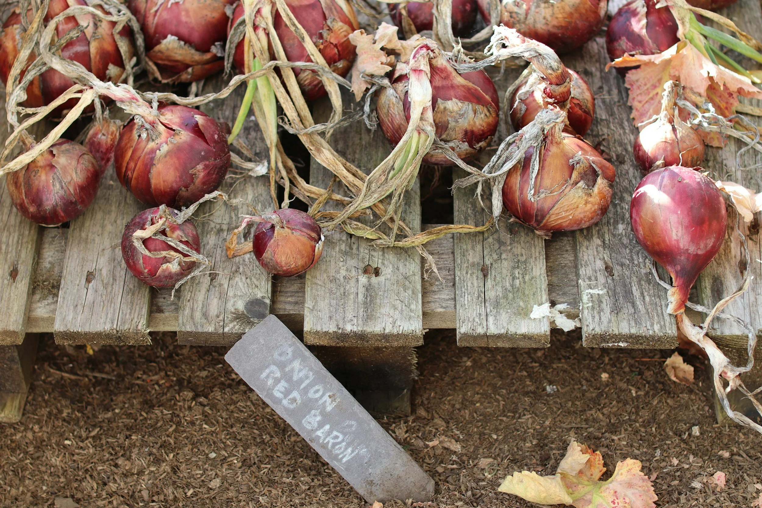 How to Sow and Grow Onions: A Complete Guide