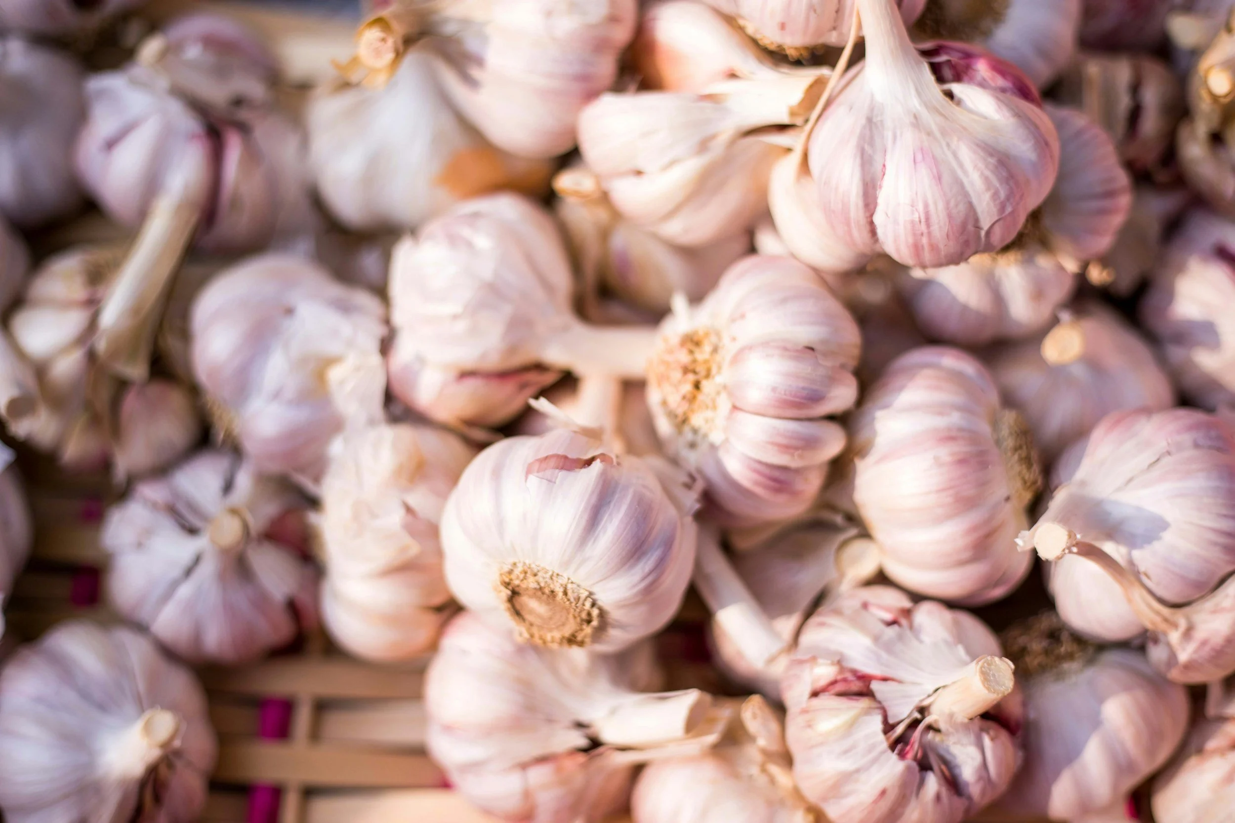 How to Sow and Grow Garlic: A Complete Guide