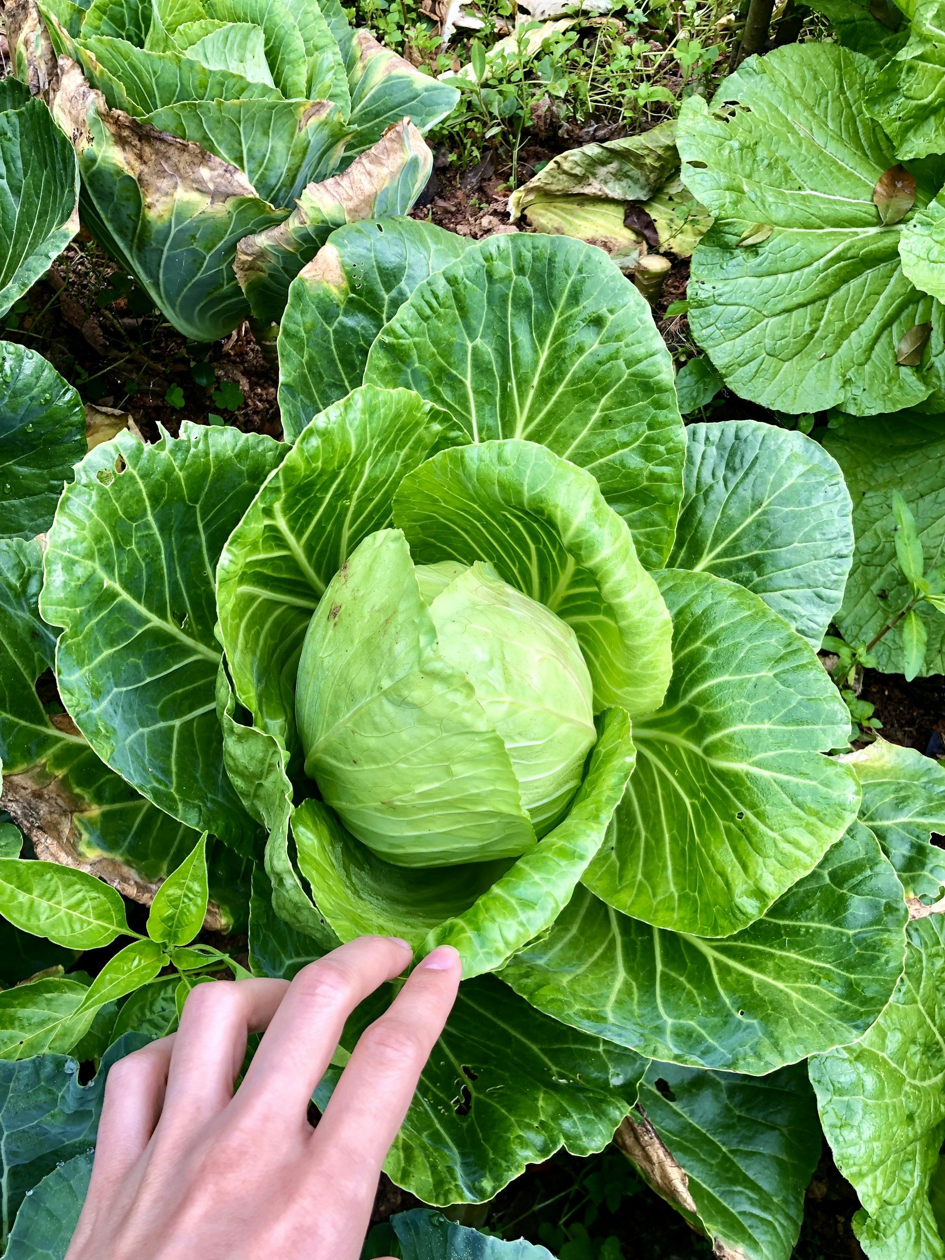 How to Sow and Grow Cabbage: A Complete Guide