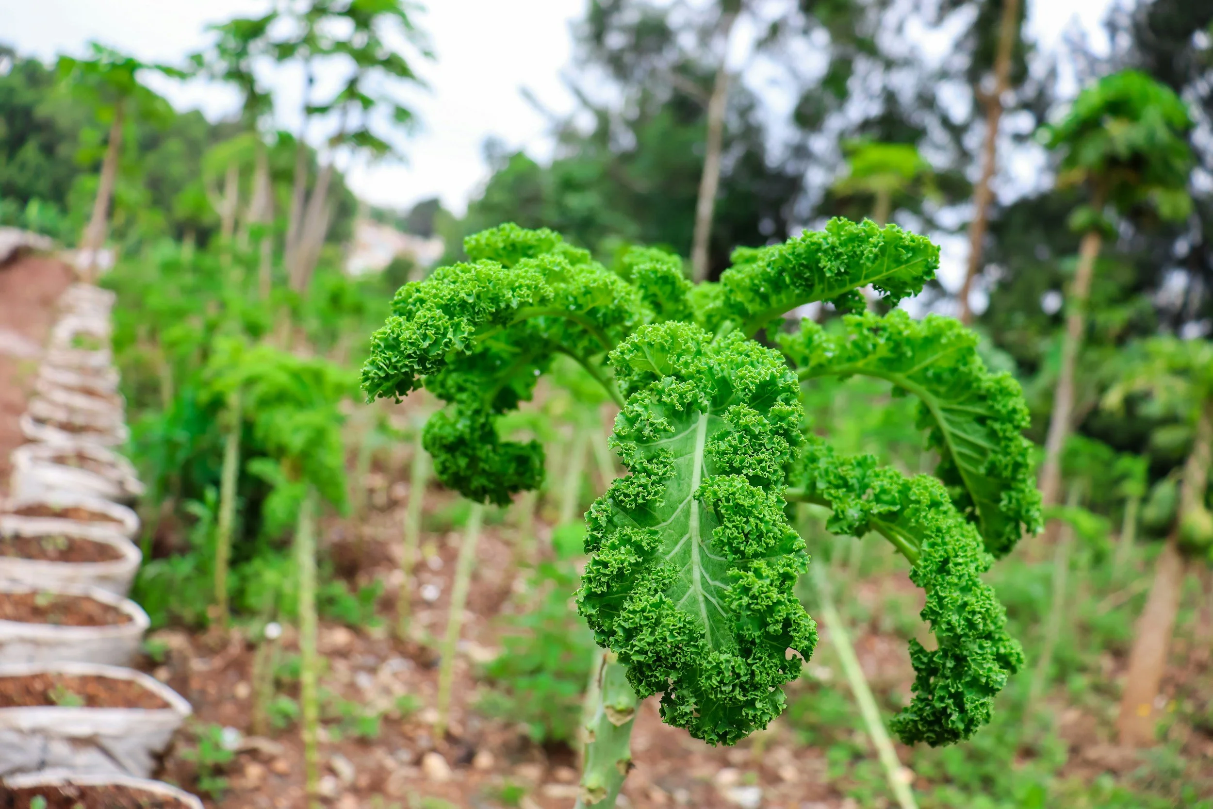 How to Sow and Grow Kale: A Complete Guide