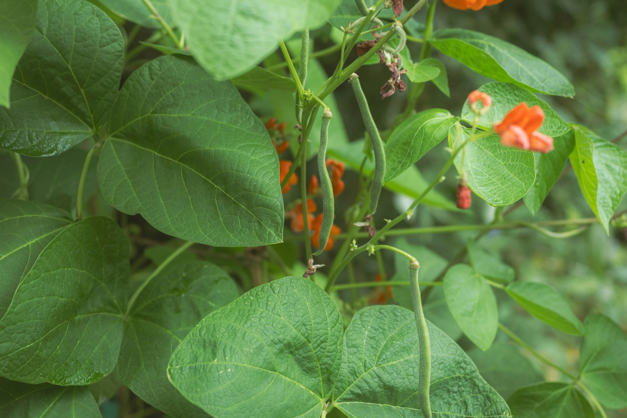 How to Sow and Grow Runner Beans: A Complete Guide
