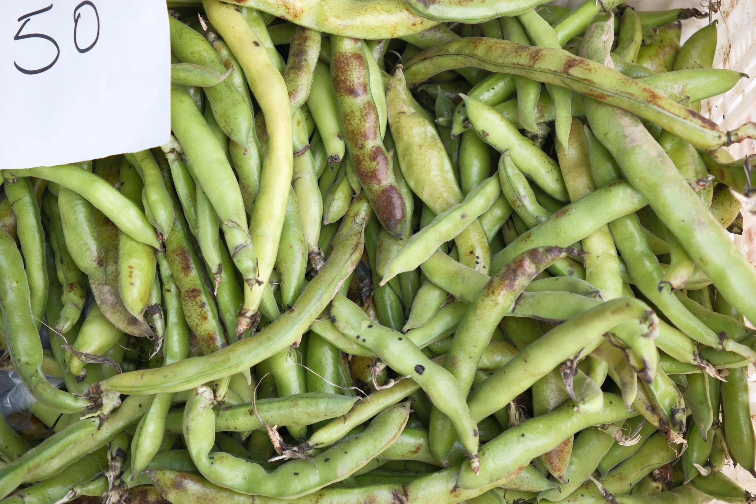 How to Sow and Grow Broad Beans: A Complete Guide