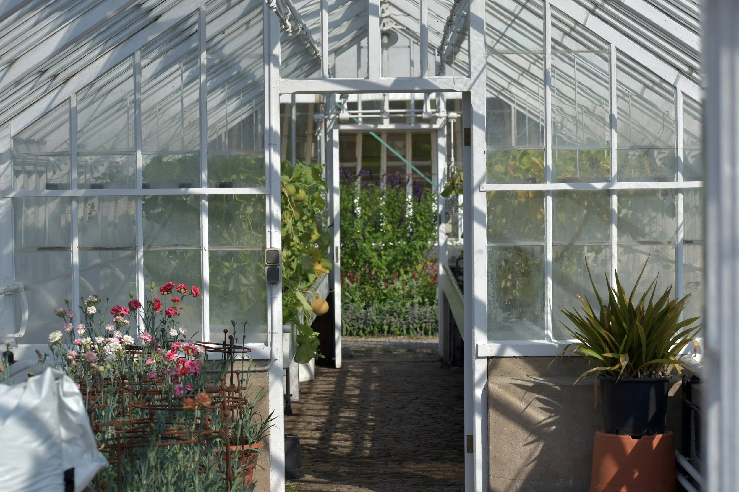 How to Sow and Grow Melons: A Complete Guide
