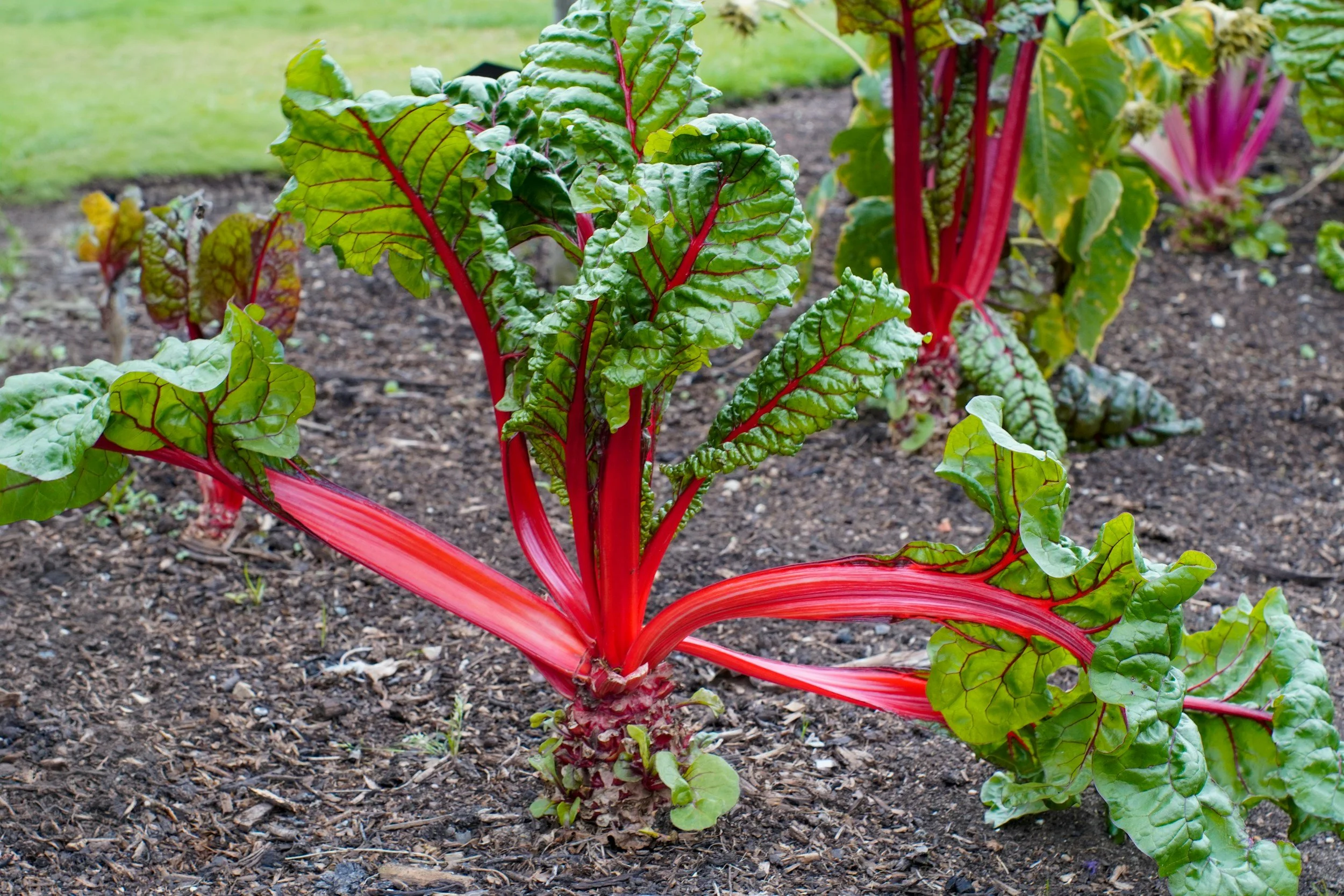 How to Sow and Grow Swiss Chard: A Complete Guide