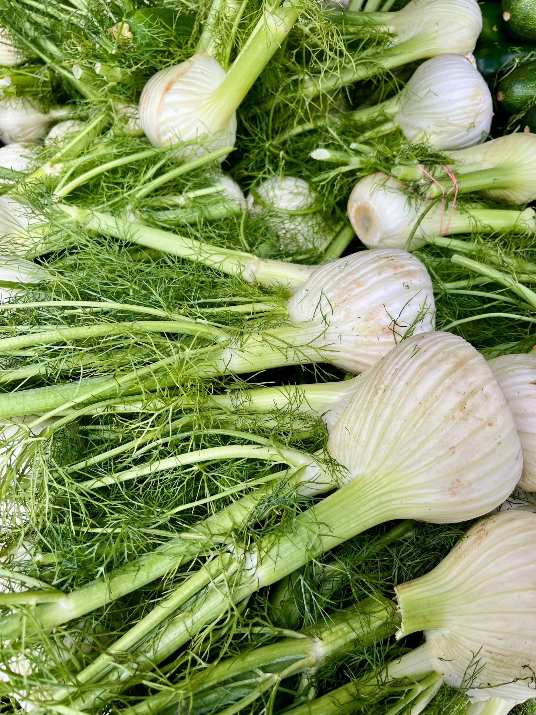 How to Sow and Grow Florence Fennel: A Complete Guide