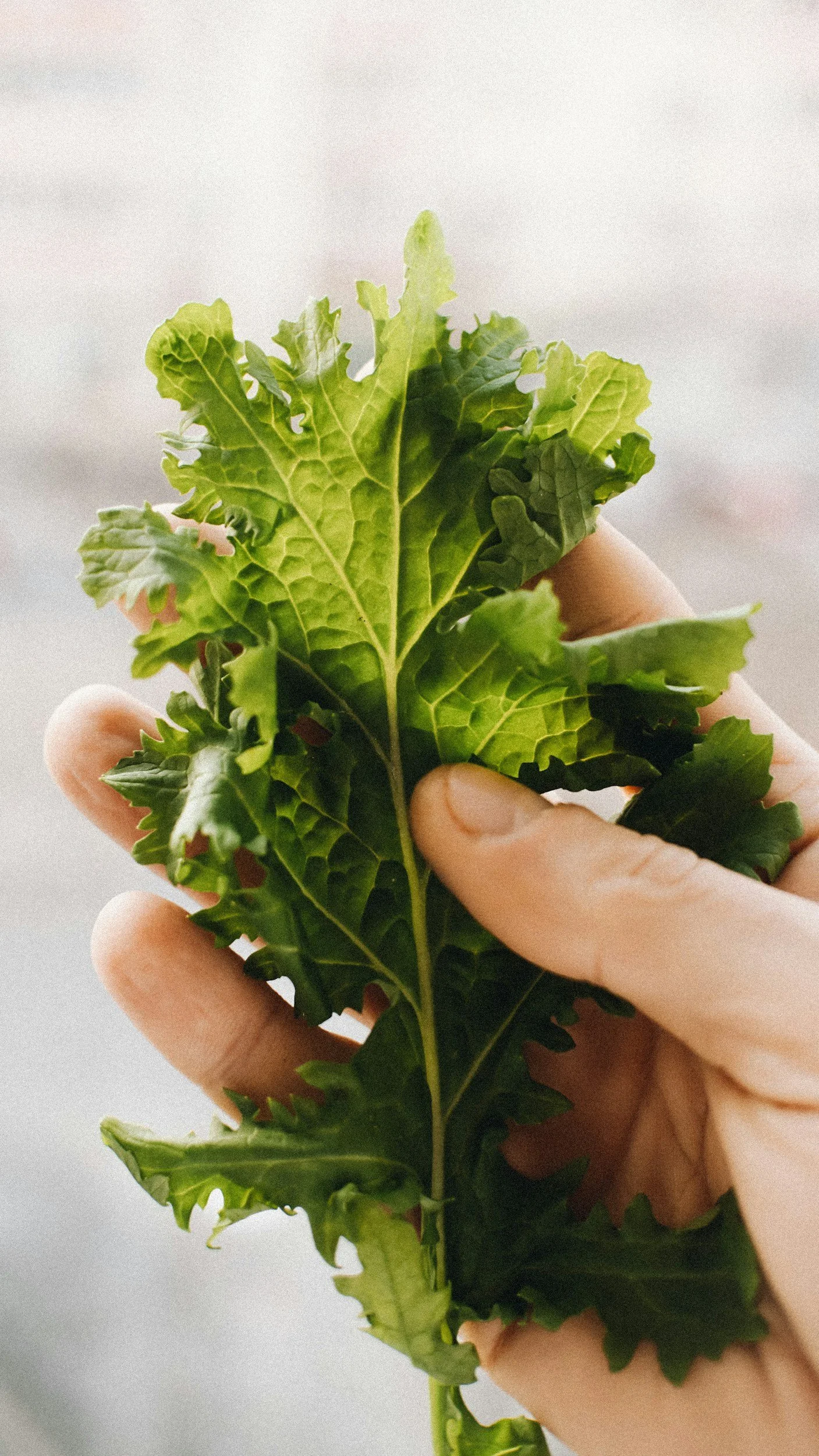 How to Sow and Grow Rocket: A Complete Guide