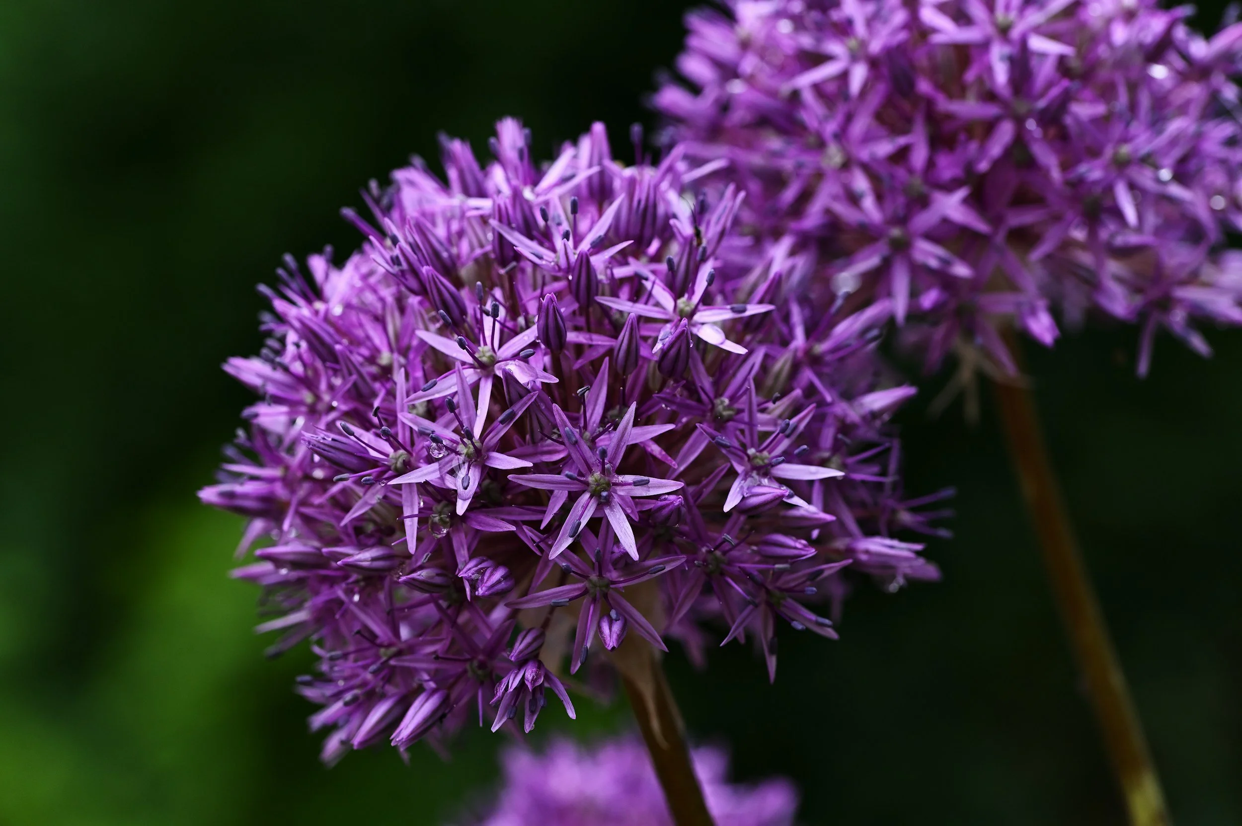 How to Grow Chives: A Complete Organic Herb Guide