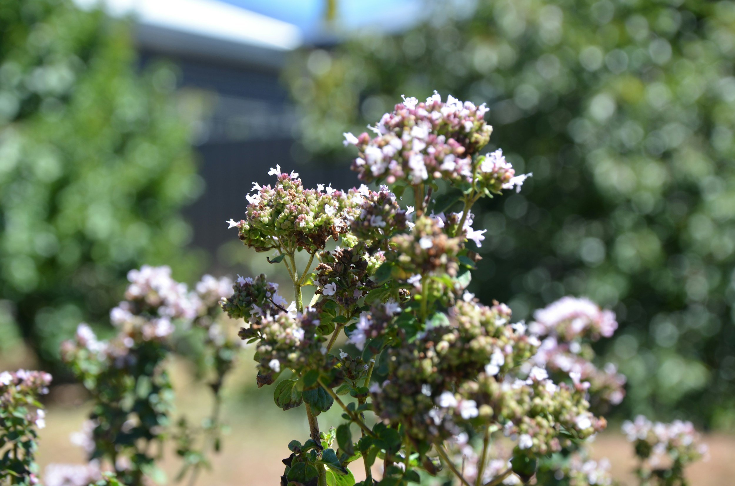 How to Grow Oregano: A Complete Organic Herb Guide