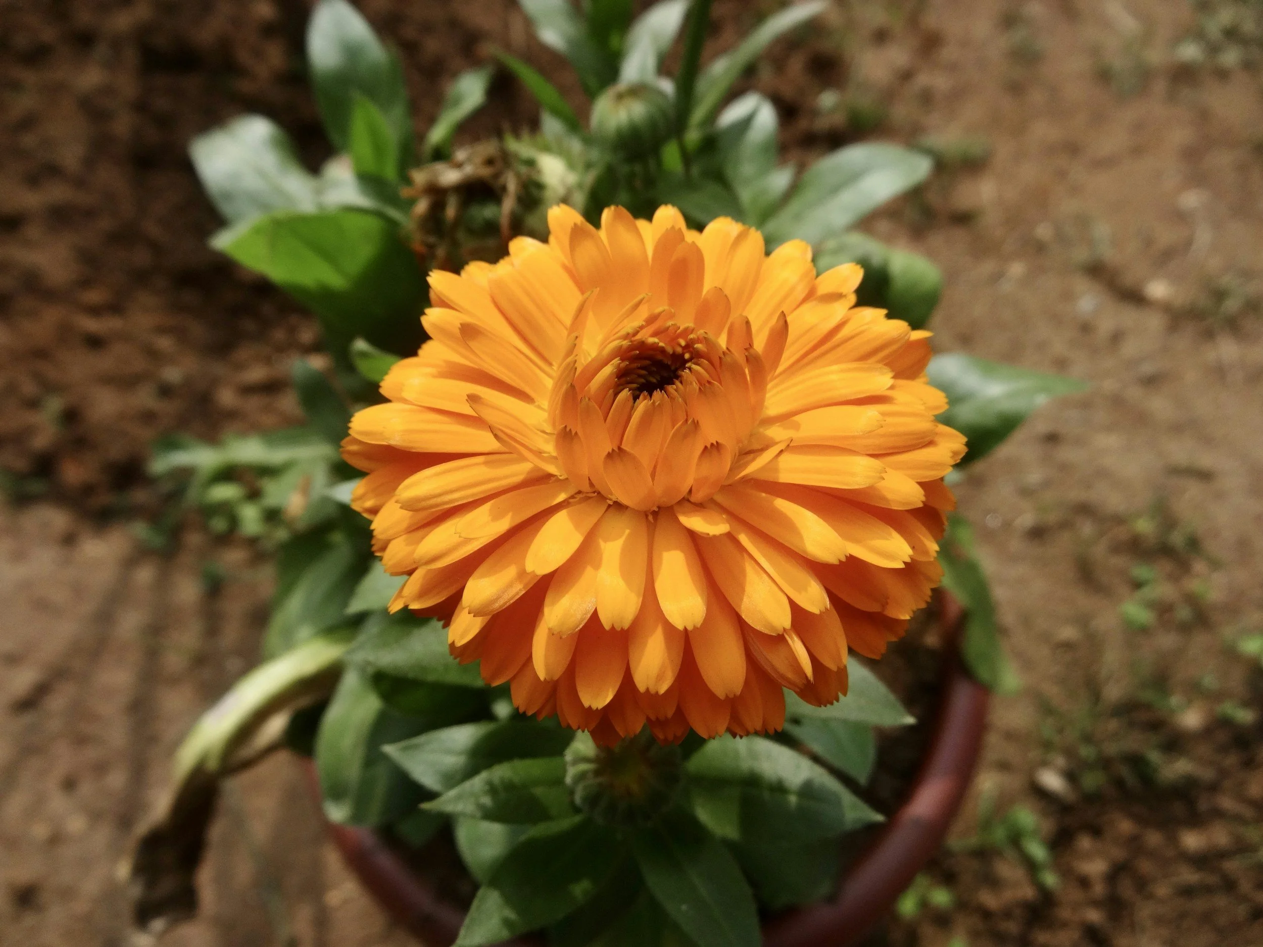 How to Grow Calendula: A Complete Organic Herb Guide