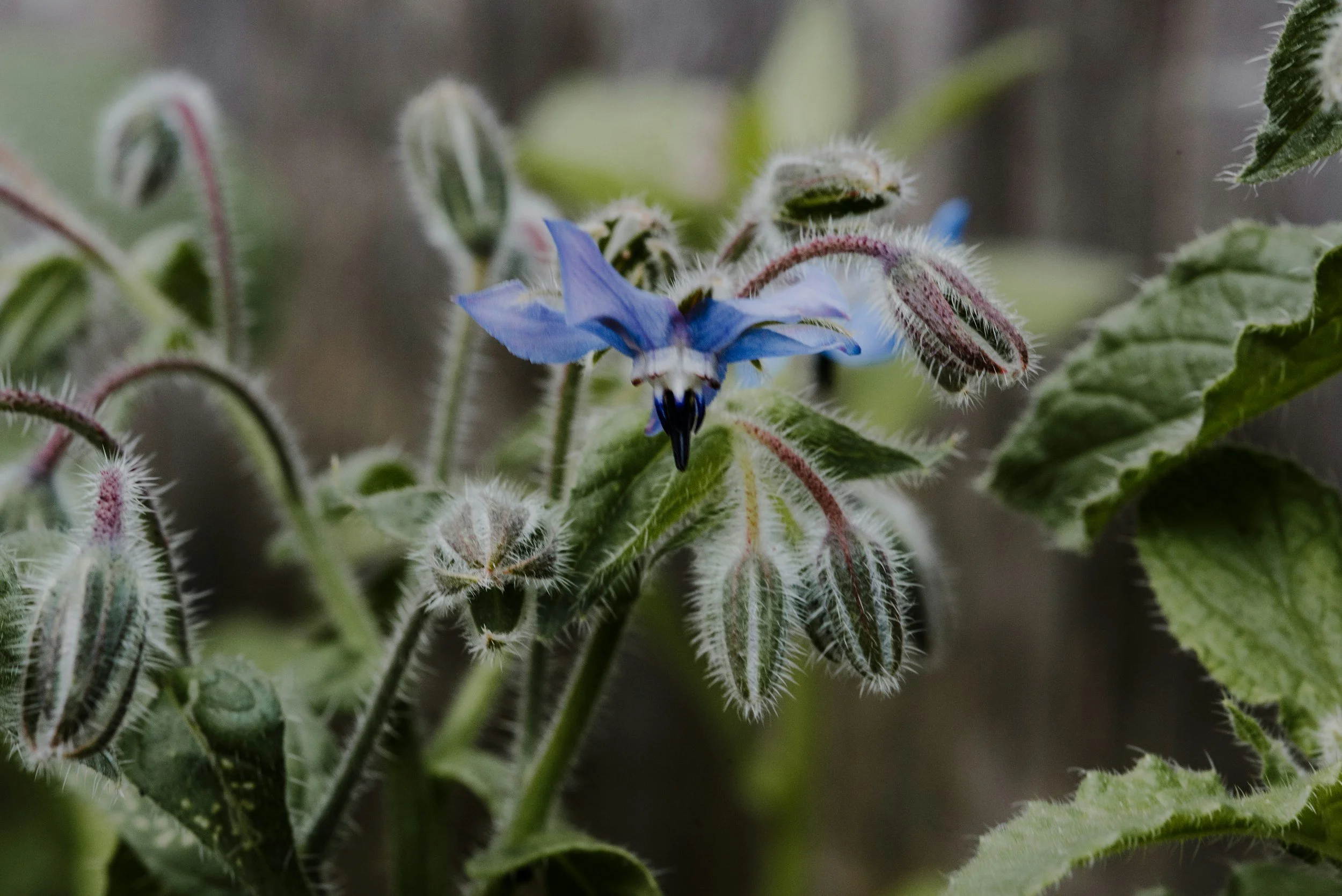 How to Grow Borage: A Complete Organic Herb Guide