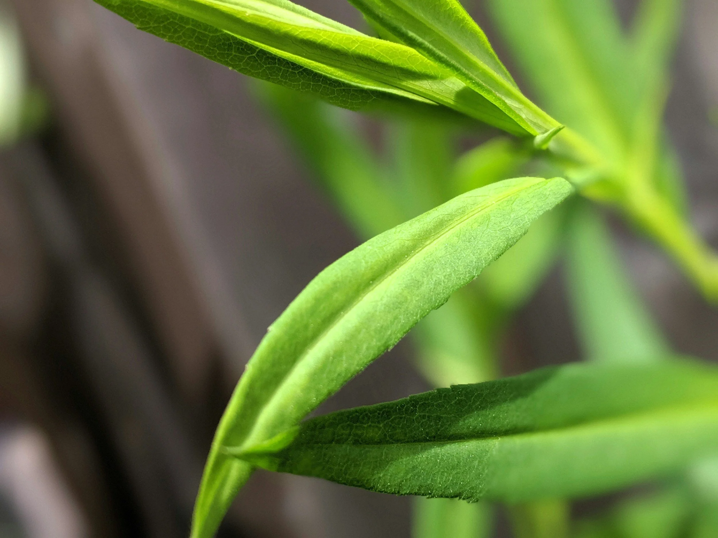 How to Grow Tarragon: A Complete Organic Herb Guide