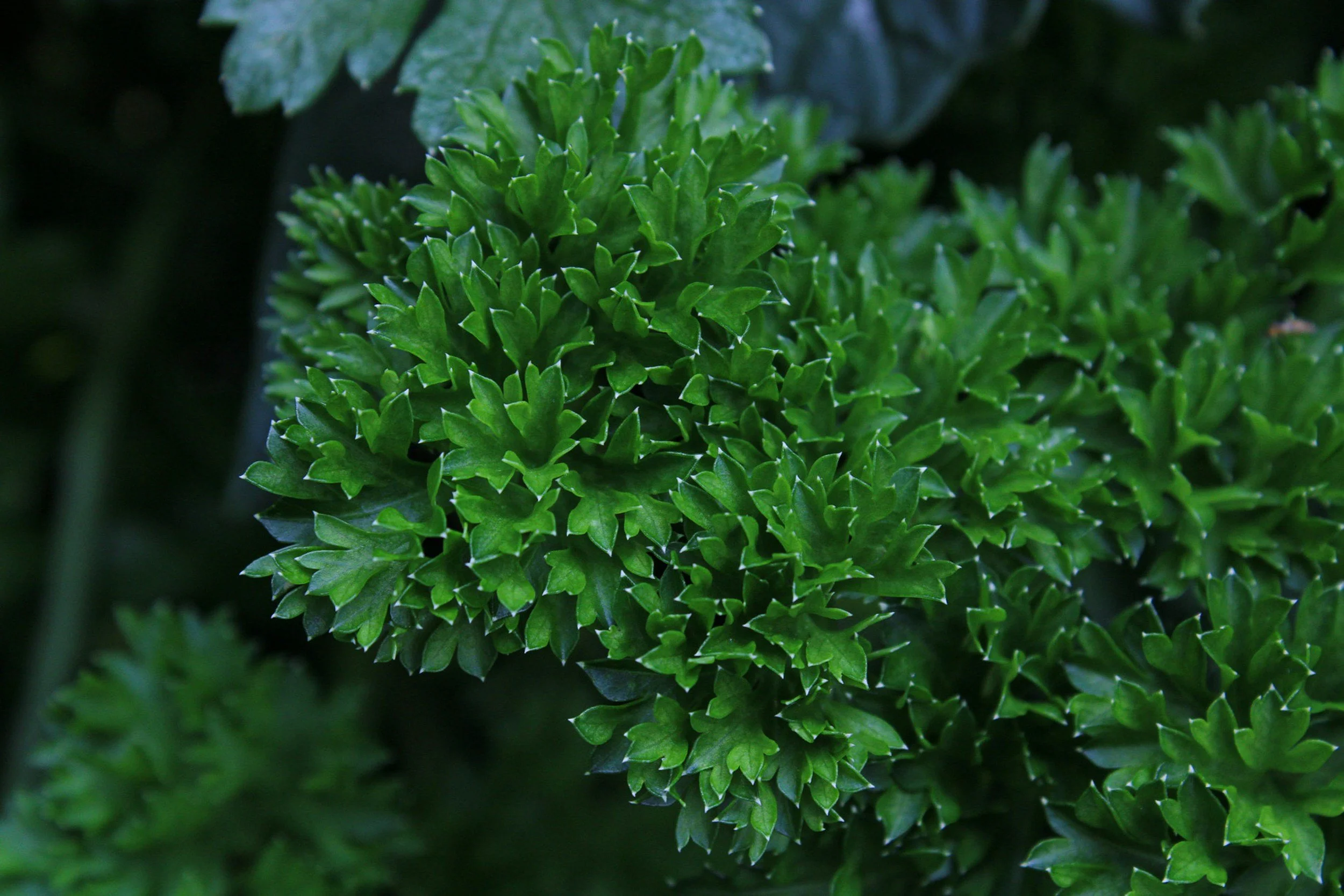 How to Grow Parsley: A Complete Organic Herb Guide