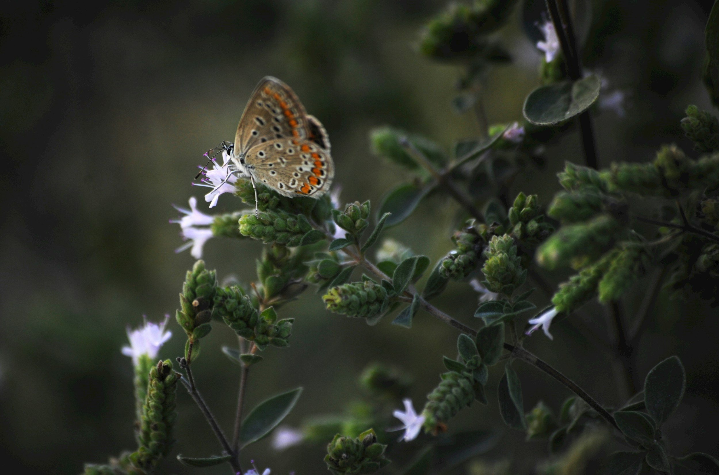 How to Grow Marjoram: A Complete Organic Herb Guide