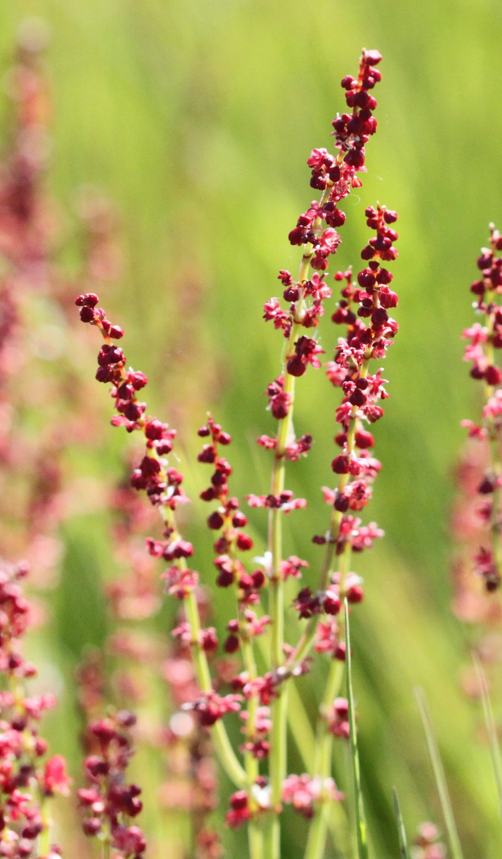 How to Grow Sorrel: A Complete Organic Herb Guide