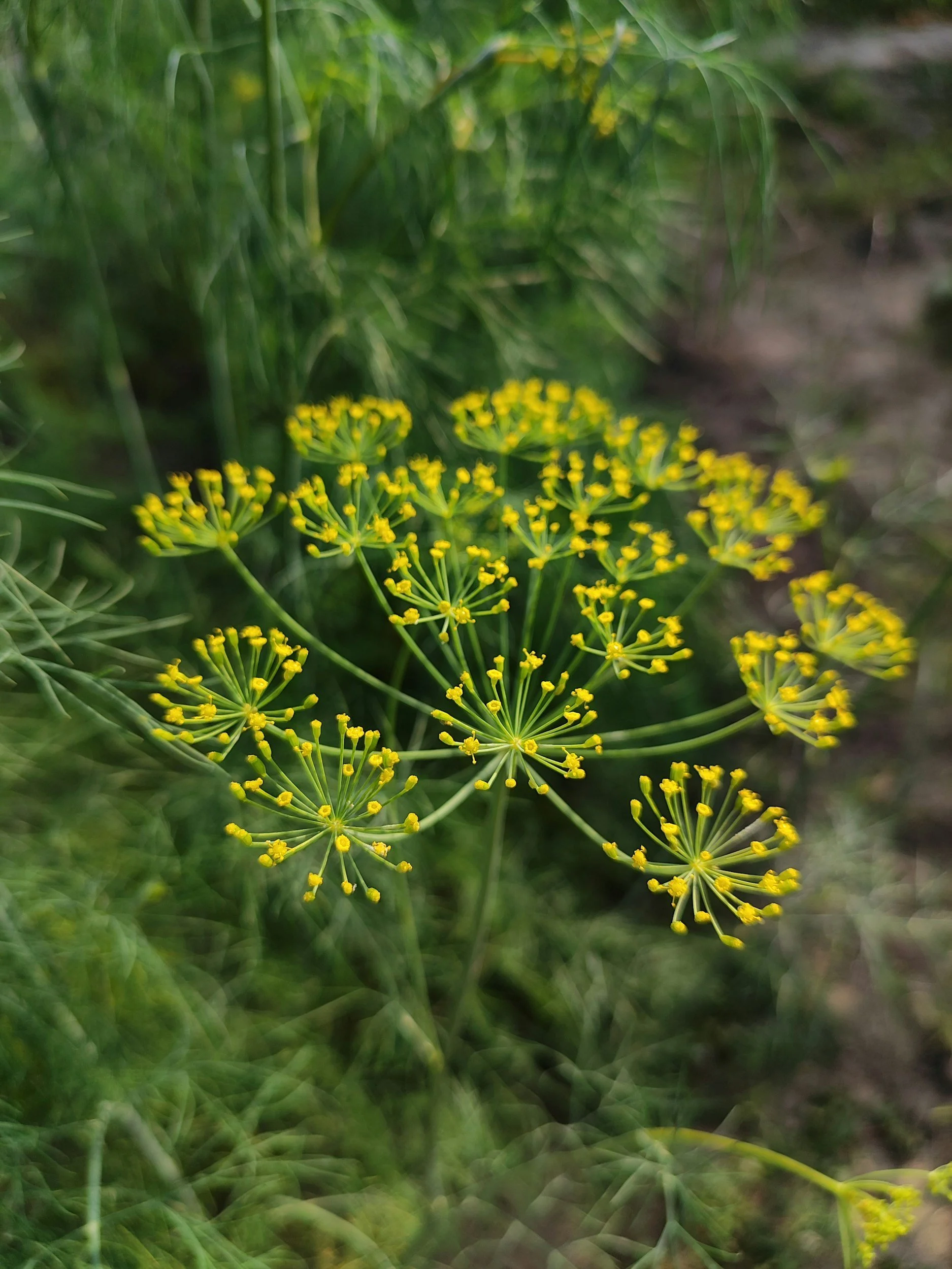 How to Grow Fennel: A Complete Organic Herb Guide