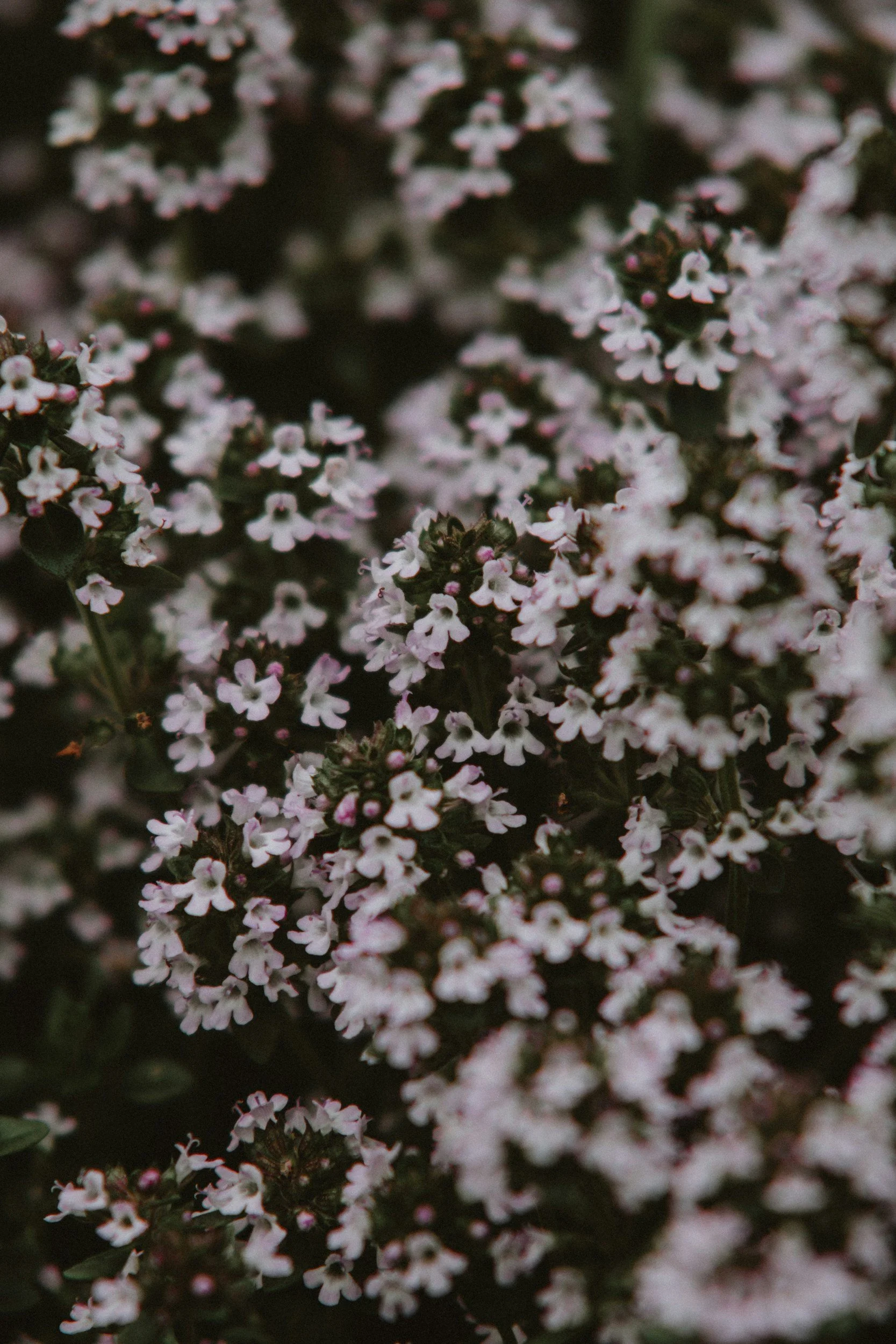 How to Grow Thyme: A Complete Organic Herb Guide