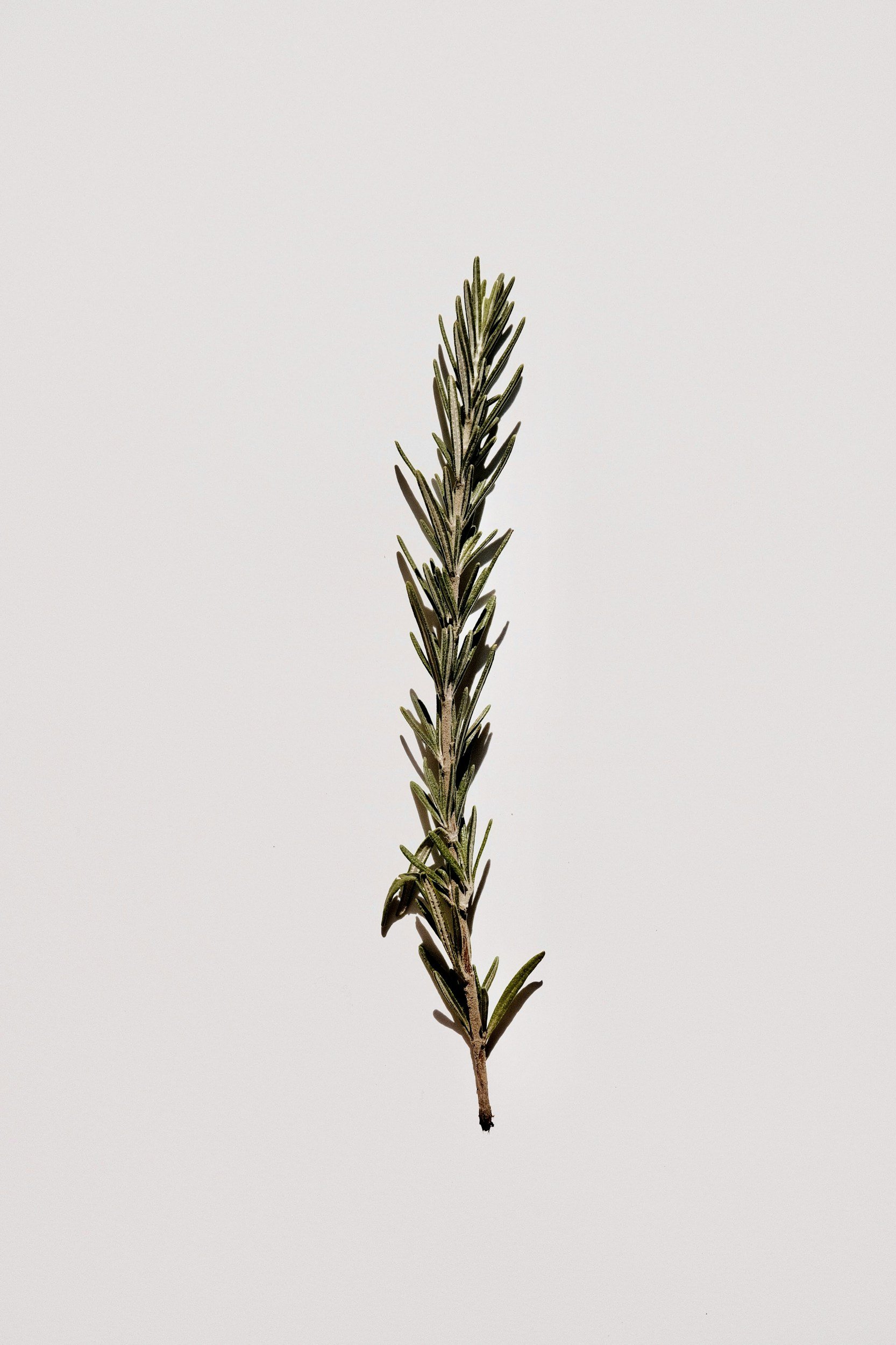 How to Grow Rosemary: A Complete Organic Herb Guide