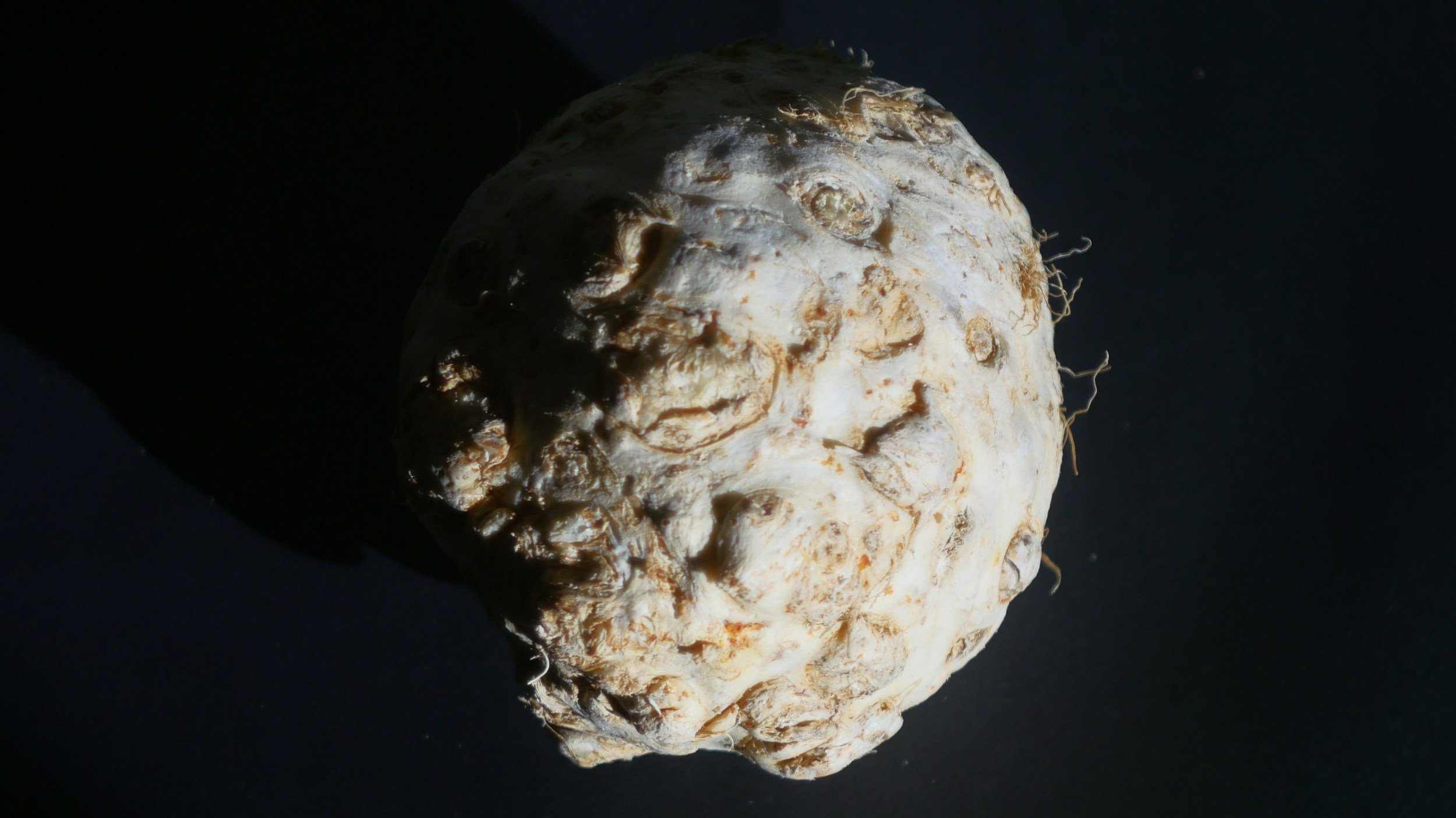 A whole knobbly celeriac root against a dark background