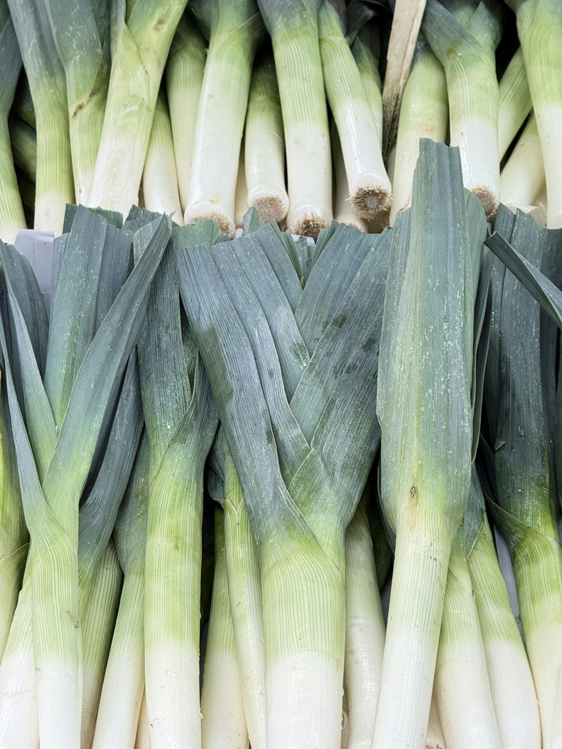 Fresh leeks with white stems and broad dark green leaves