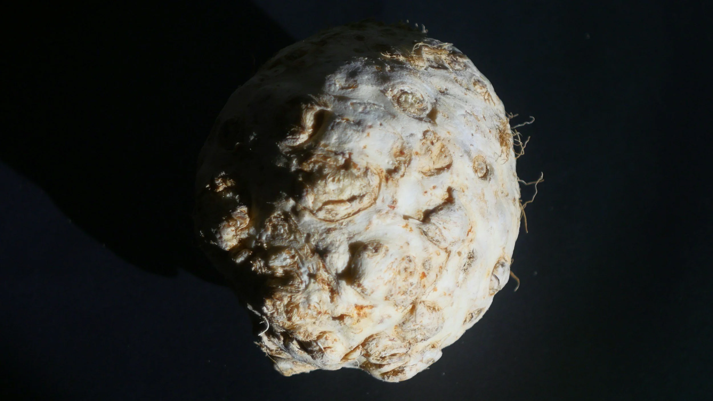 Whole knobbly celeriac root against a dark background