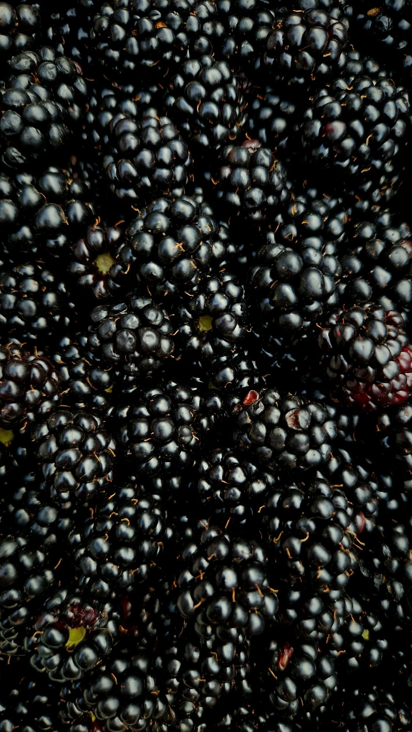 Close-up of ripe glossy blackberries for an autumn fruit cobbler