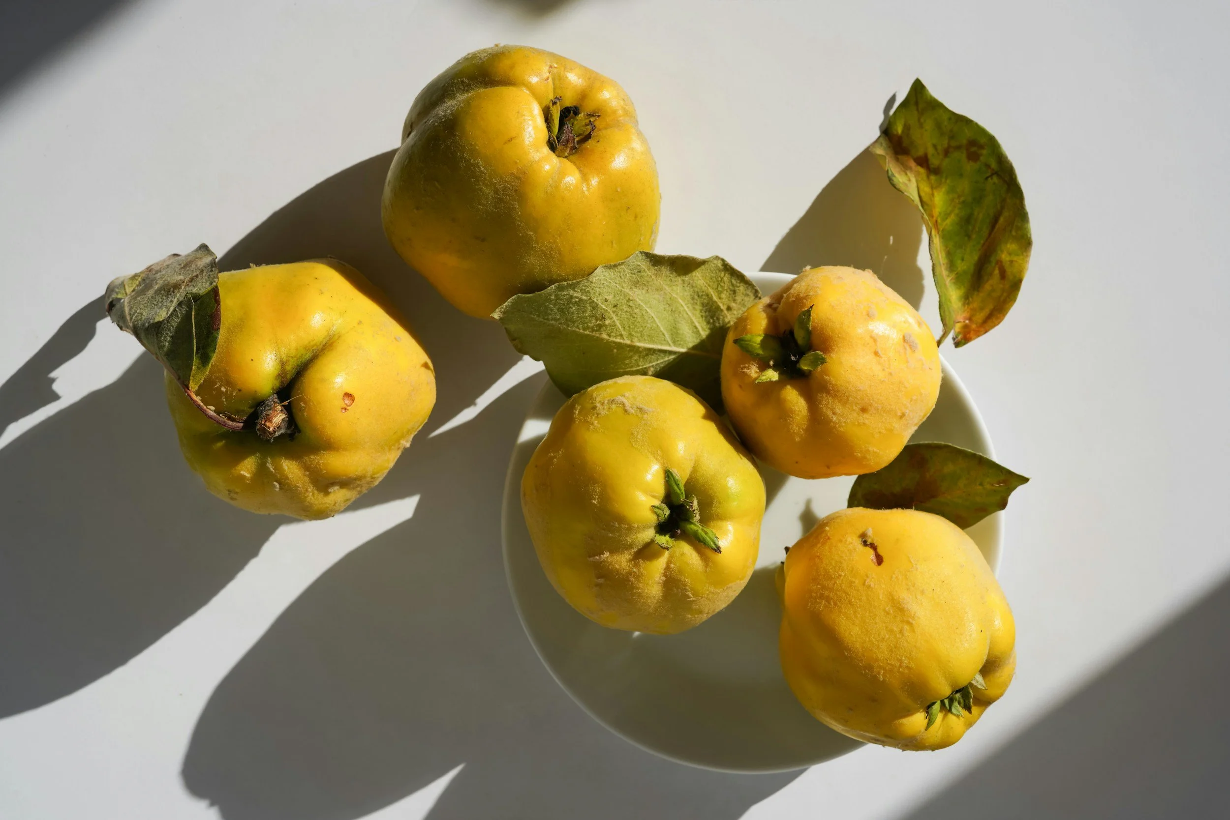 Ripe yellow quinces with green leaves