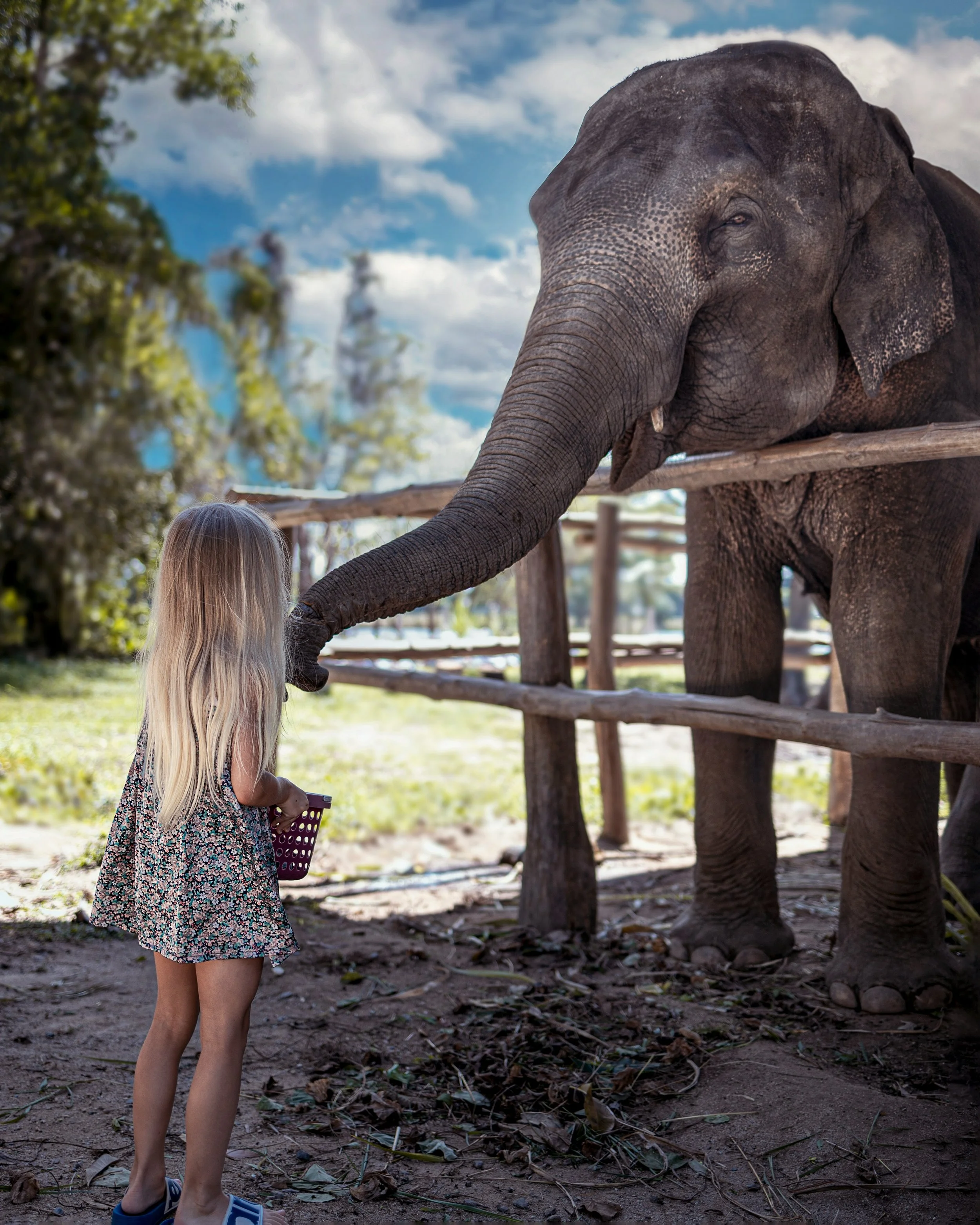 A young girl with long blonde hair wearing a floral dress feeds an elephant through a wooden fence. The elephant extends its trunk toward her. The setting appears to be outdoors with trees in the background.