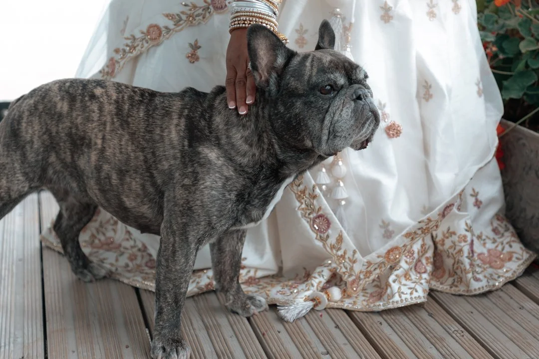 Wedding dress detail with dog.jpg