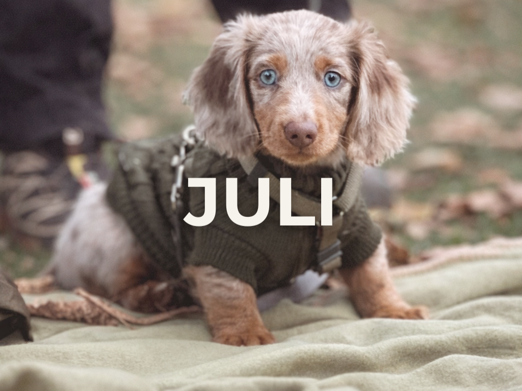 Tiny tails - 10:00 - Lørdag d. 25 Juli - Kolding