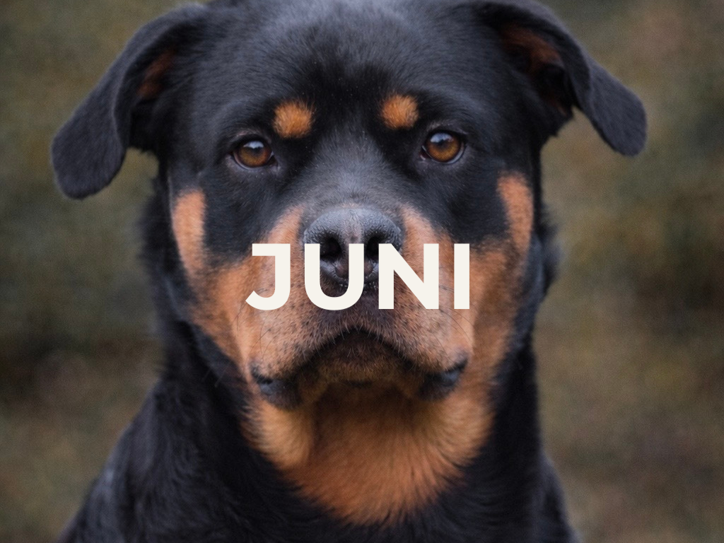 Familiehunden - 12:30 - Lørdag d. 13 Juni -  Kolding