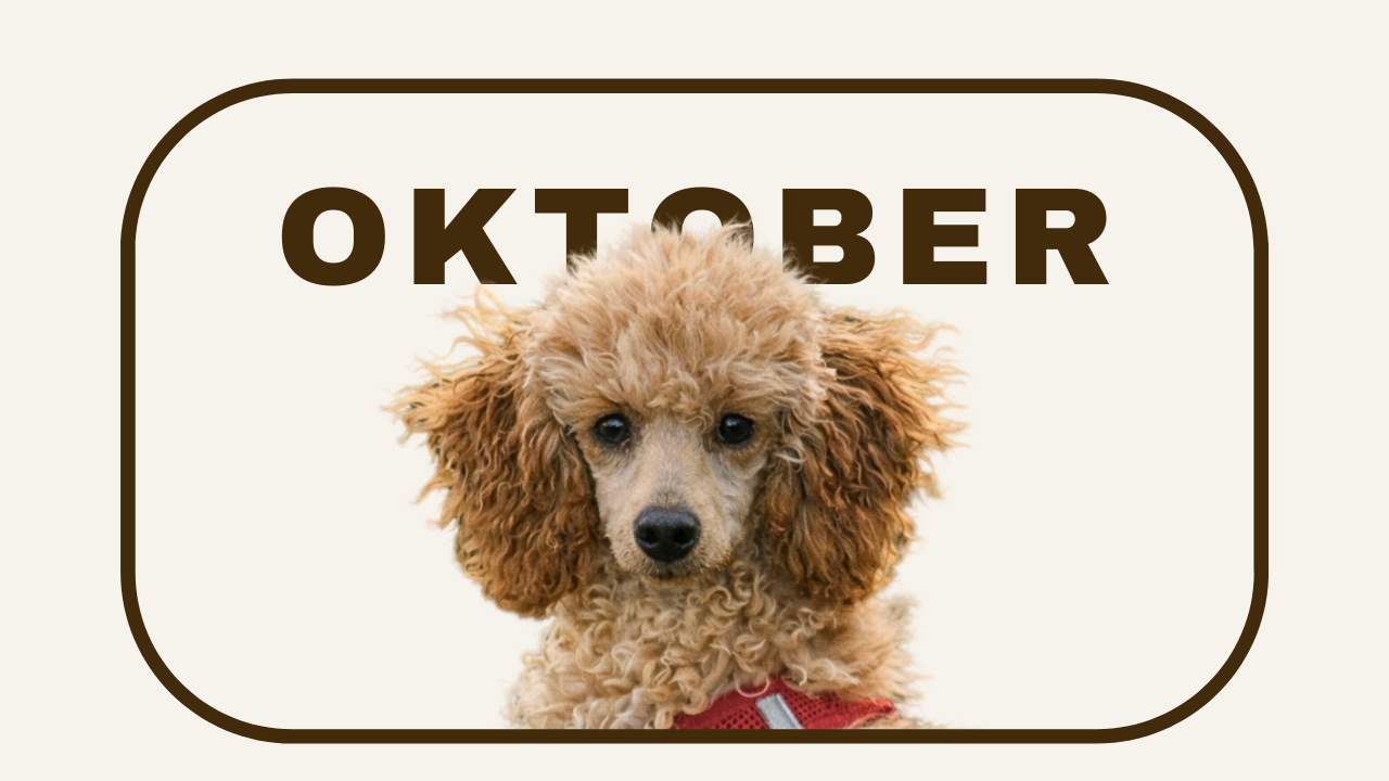 TEEN2 OKTOBER.png