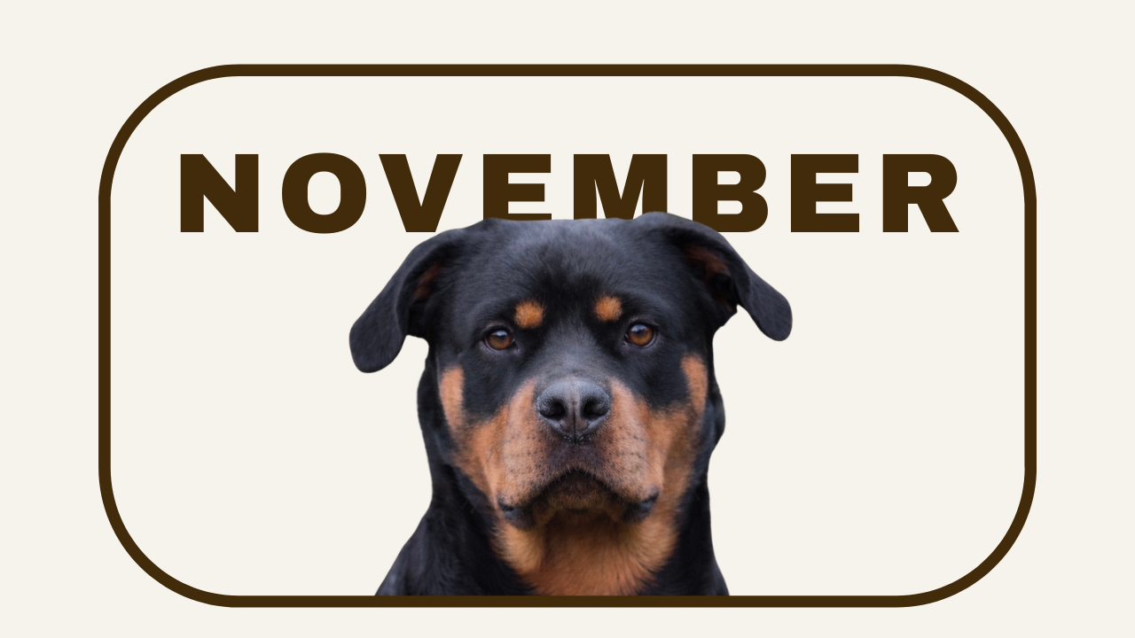 Familiehunden - kl. 18:00 - Torsdag d. 12 November -  Kolding