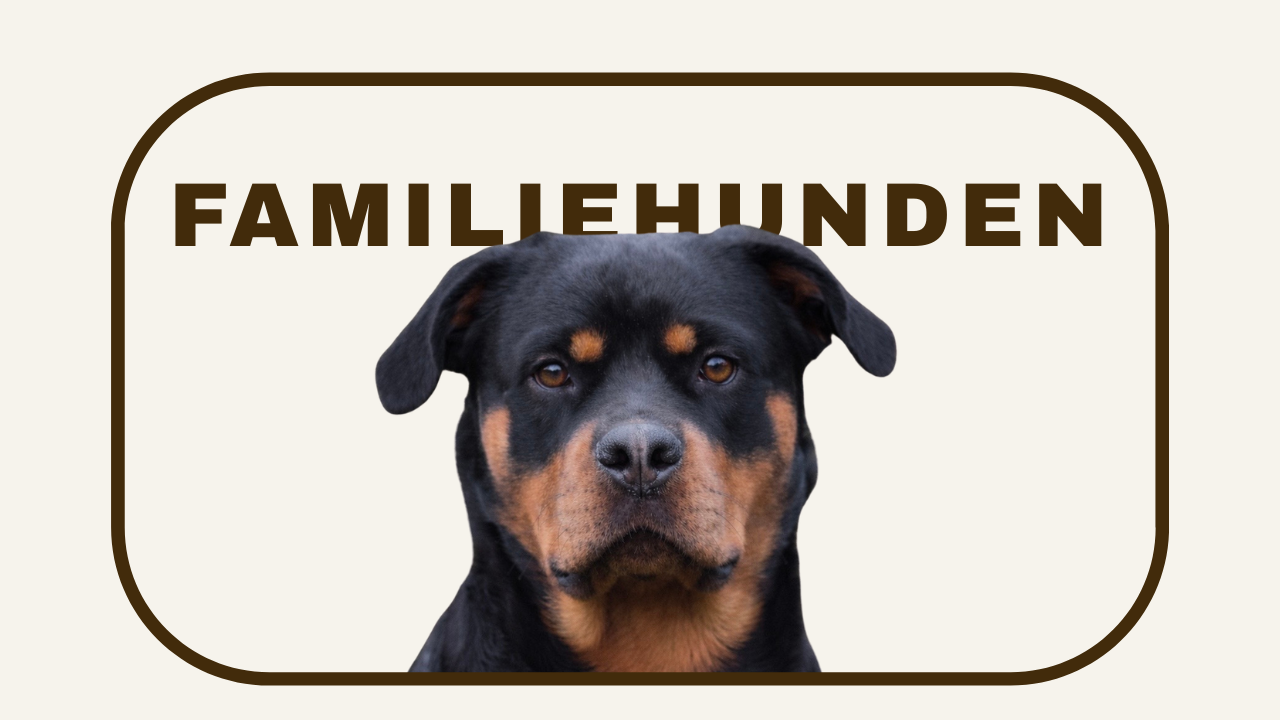 Et rottweiler-hundehoved med sort og brunt pels, rett udseende og koncentreret blik.