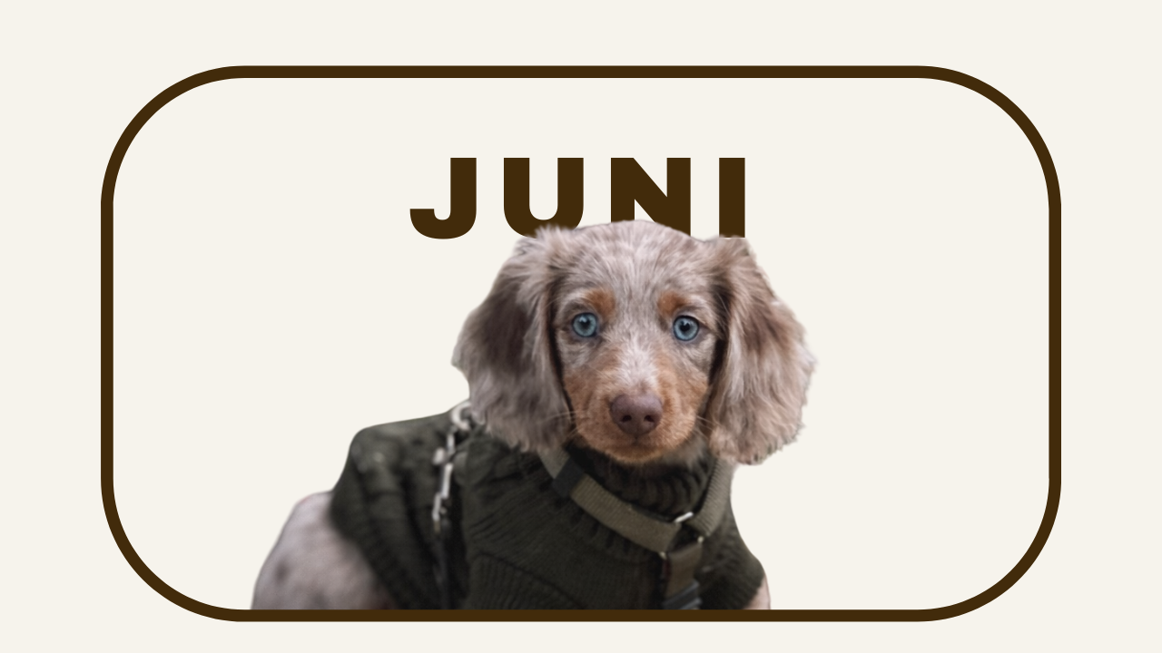 TINY JUNI.png