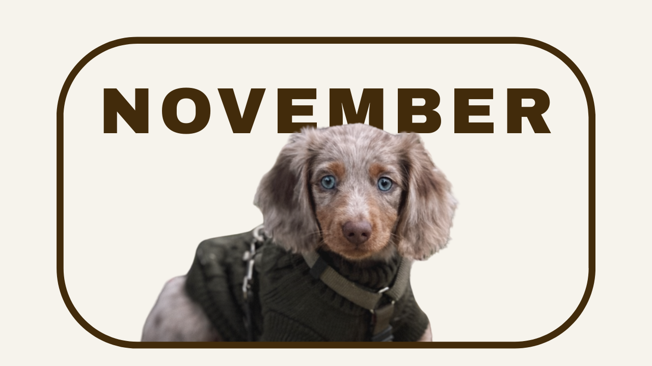 TINY NOVEMBER.png