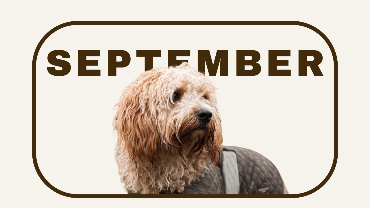 TEEN SEPTEMBER.png