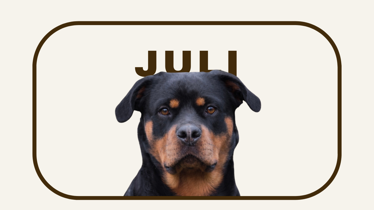 Familiehunden - 12:30 - Lørdag d. 25 Juli -  Kolding
