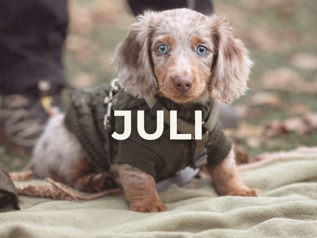 Tiny Tails - kl. 15:15 - Søndag d. 19 Juli - Odense SV