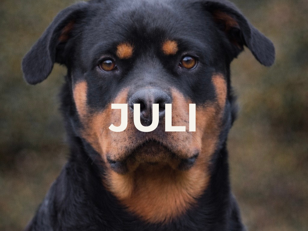 Familiehunden - 12:30 - Lørdag d. 25 Juli -  Kolding