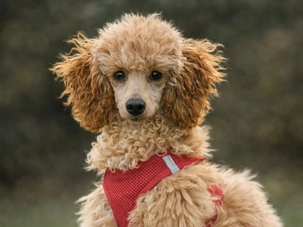 Teen Tails - Niveau 2 - 12:30 - Søndag 29. Marts 2026 - Odense SV