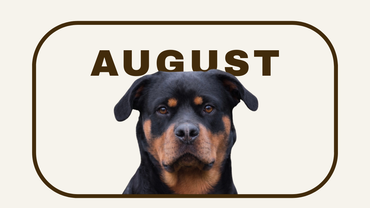 Familiehunden - kl. 19:15 - Onsdag d. 12 August - Vejle