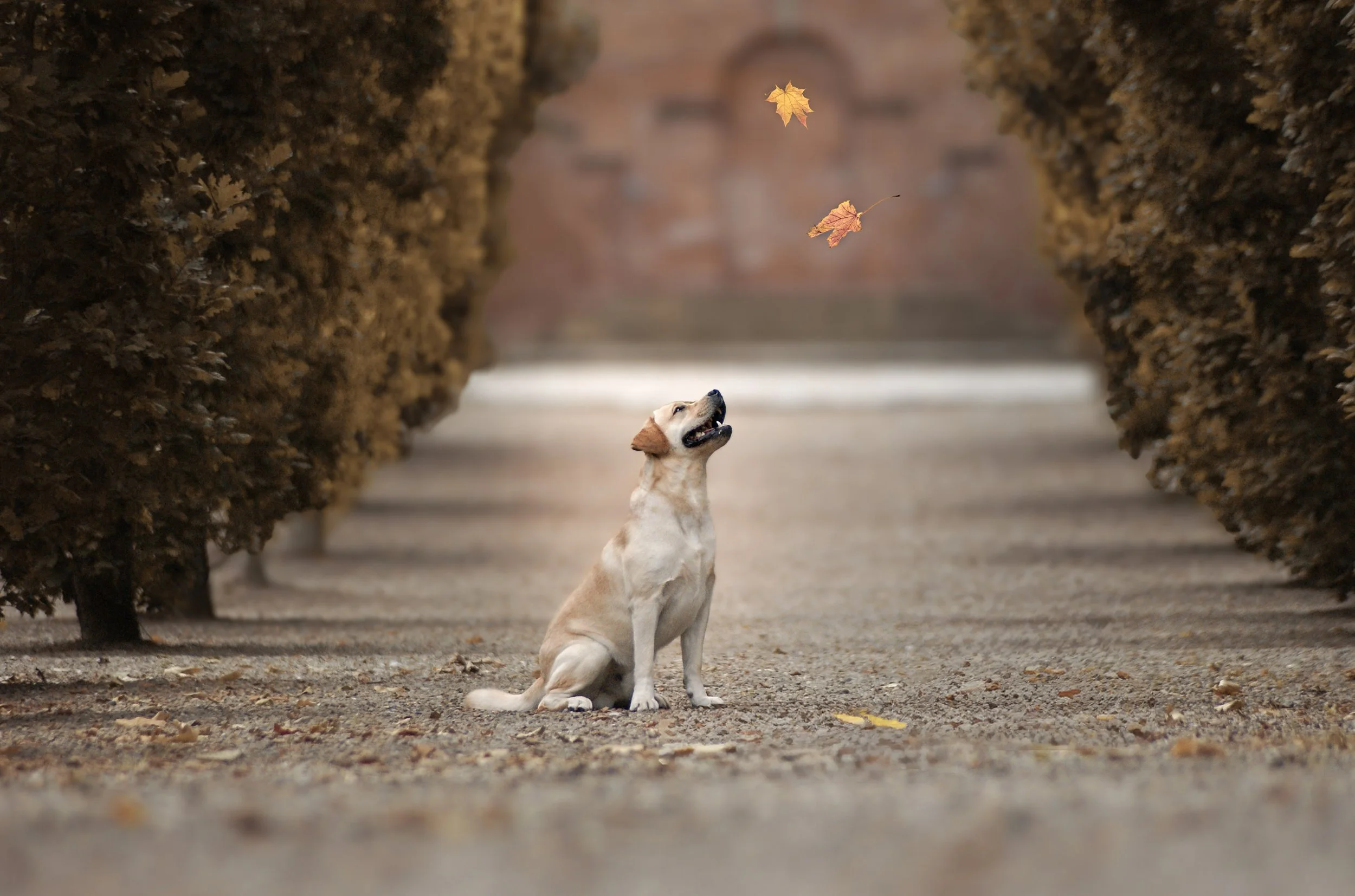 Gavekort til Puwo Dogtraining
