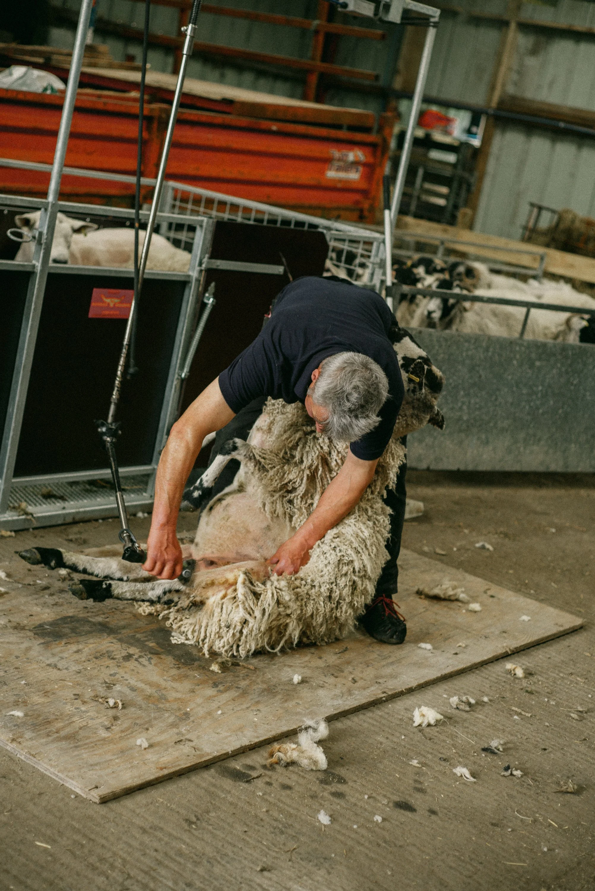Sheering Sheep with Richard Schofield by Arran Cross-4.jpg