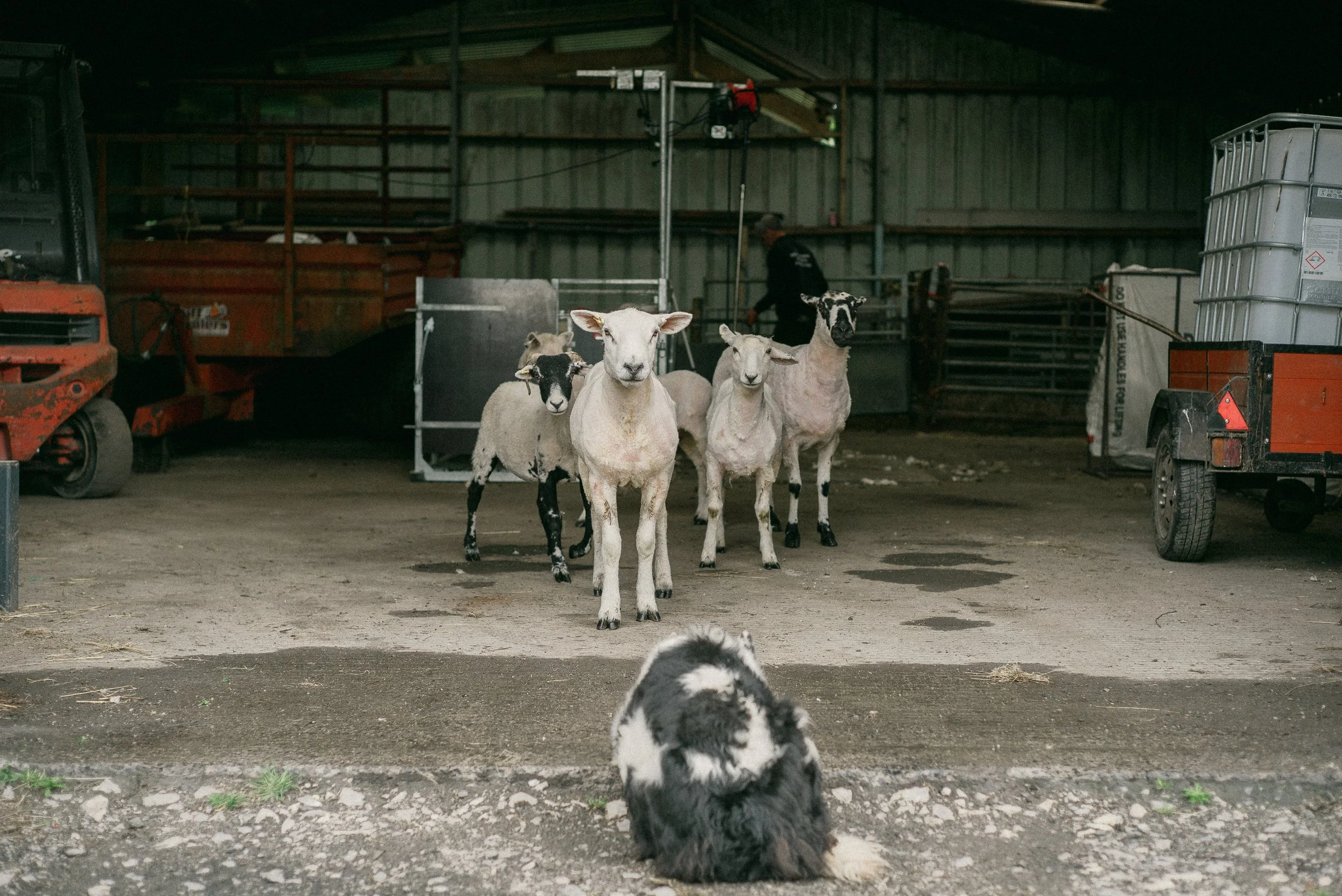 Process: Shearing